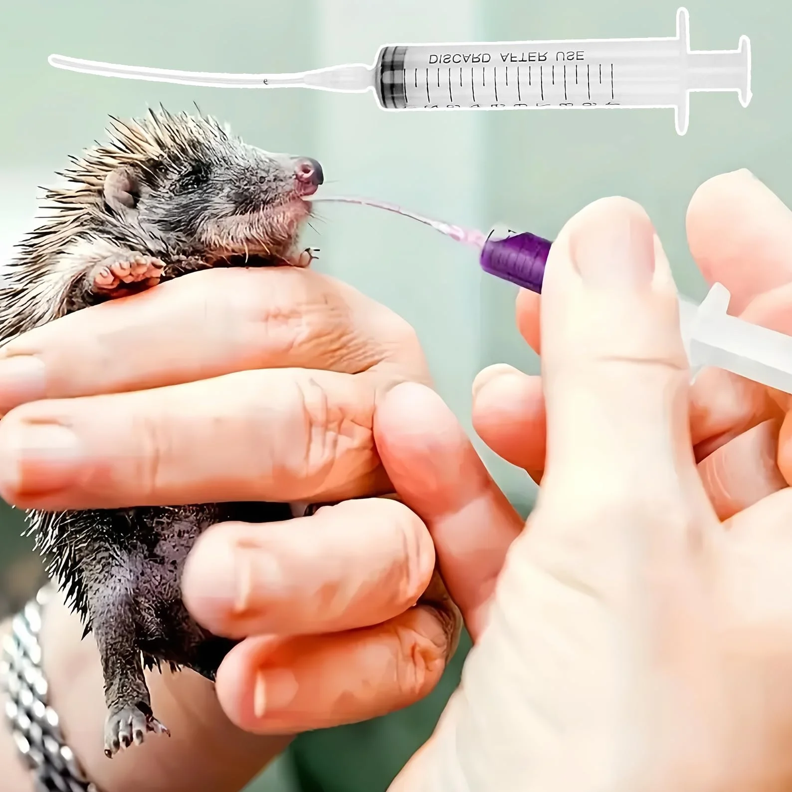 Seringue d'Alimentation 10ML pour Oisillons Oiseaux Plastique avec Aiguille Alimentaire Animaux Gavage