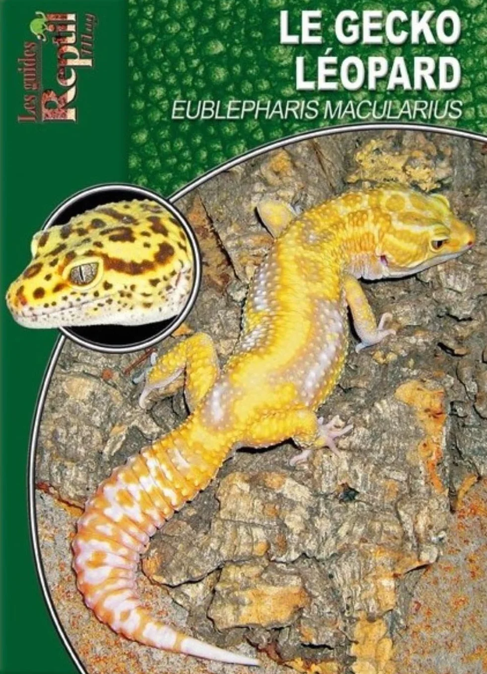 Eublepharis Macularius Le Gecko Léopard