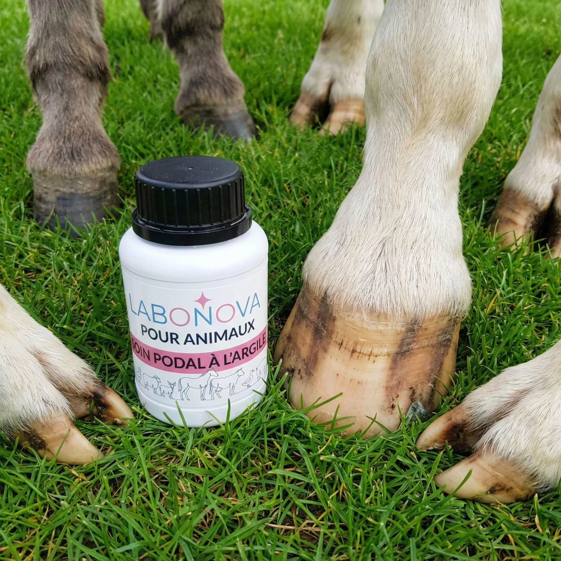 Soin podal à l'argile pour sabots 250 mL - Pour animaux cheval vache mouton
