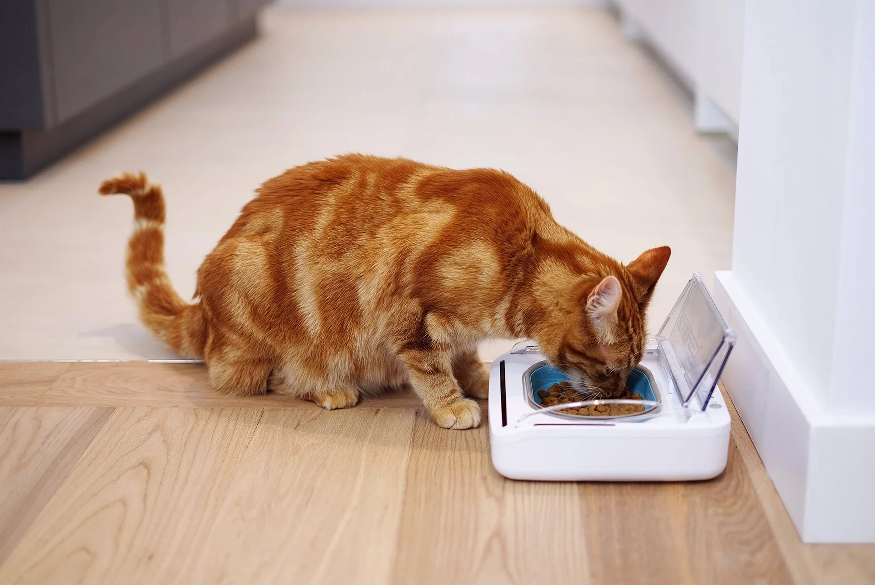 Sure PetCare SureFeed Bol hermétique pour Chats et Petits Chiens, Couvercle activé par le Mouvement, Blanc