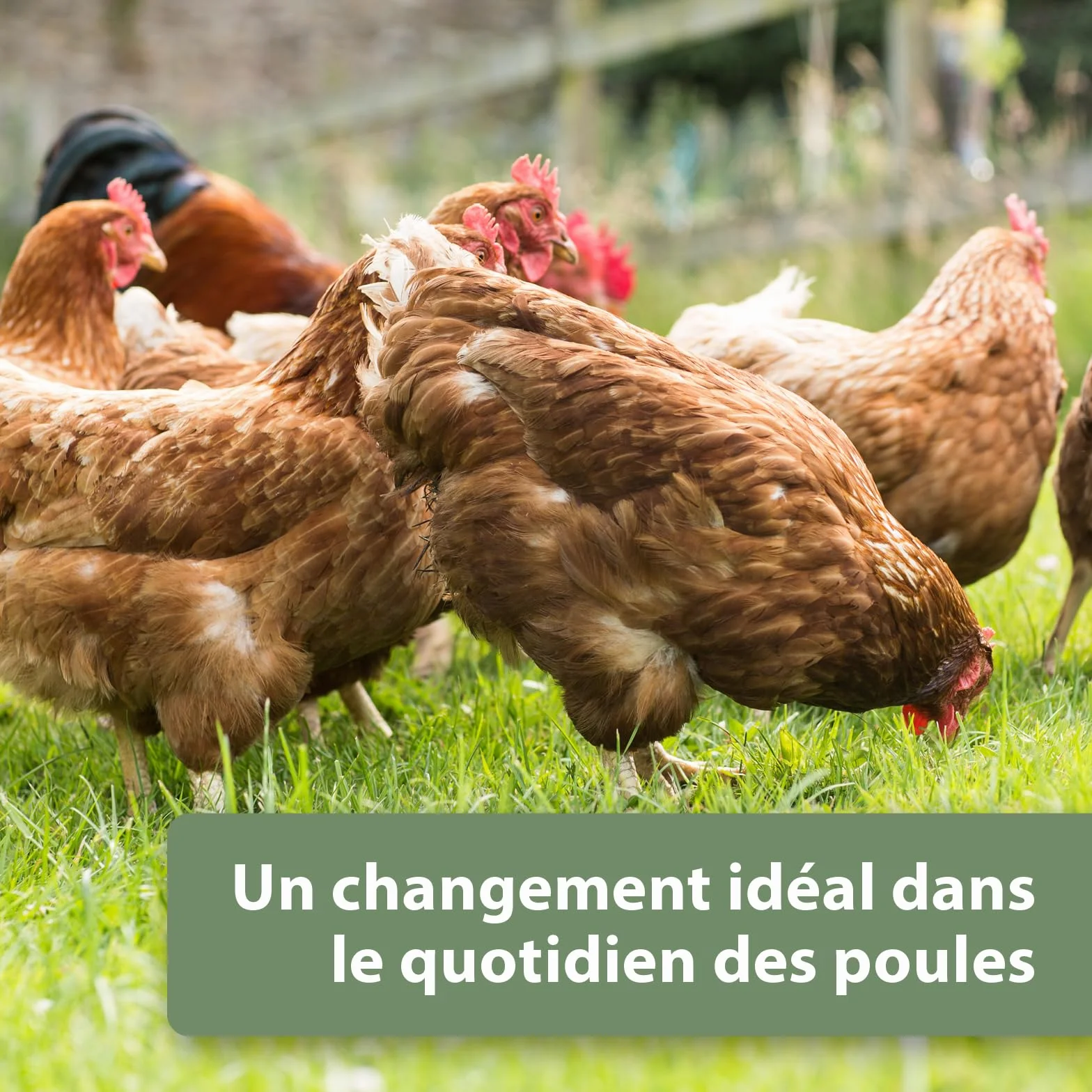 Quiko Fitness Rouleau à Pic aux Herbes 400g - Hühner Beschäftigung