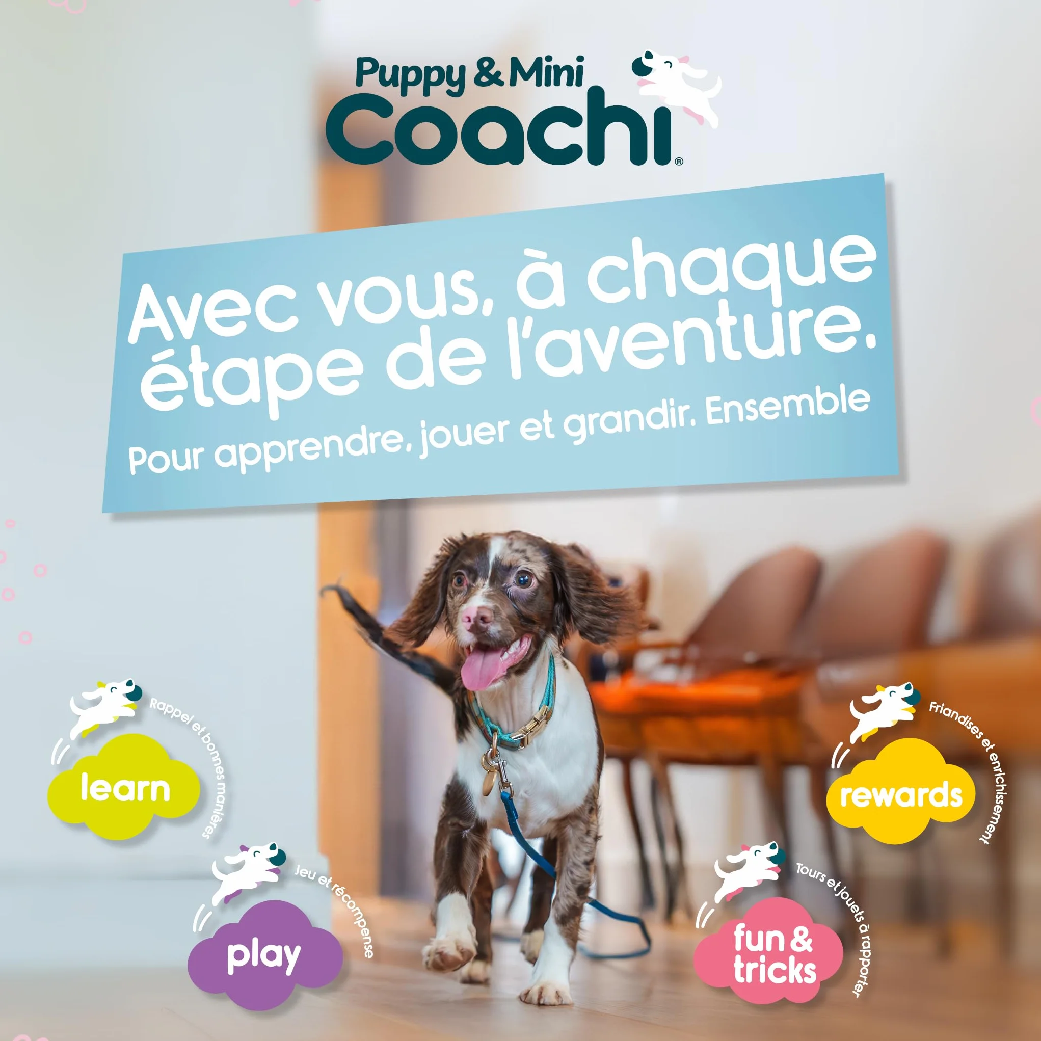 Coachi Chase & Treat pour Chiens et Chiots - Jeux de Poursuite, éducation à Distance et agilité