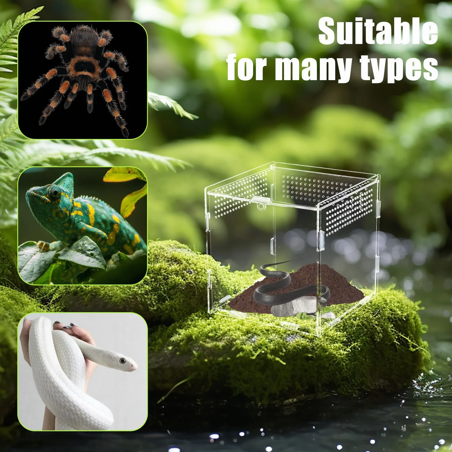 Terrarium Acrylique 15x15x15 cm Mini pour Araignée Sautante Escargots Reptiles