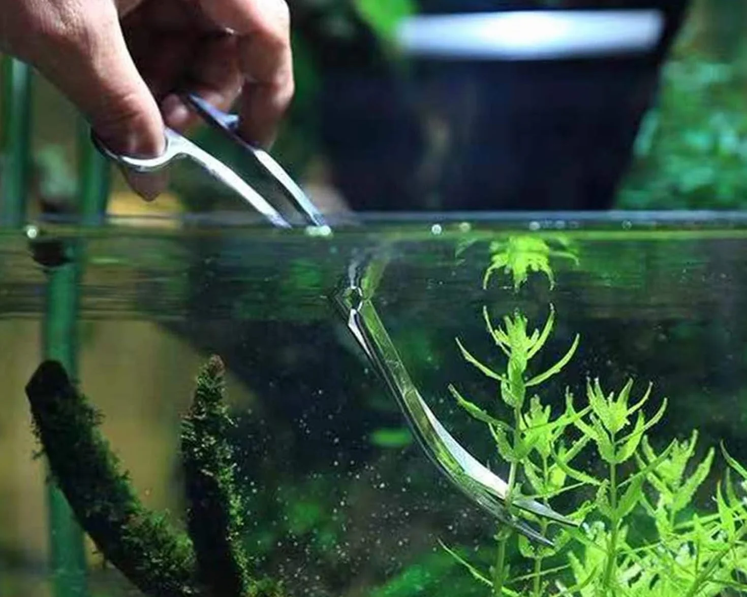 Ciseaux Aquarium Professionnel 25 cm Acier Inoxydable Pointe Courbe pour Réservoir