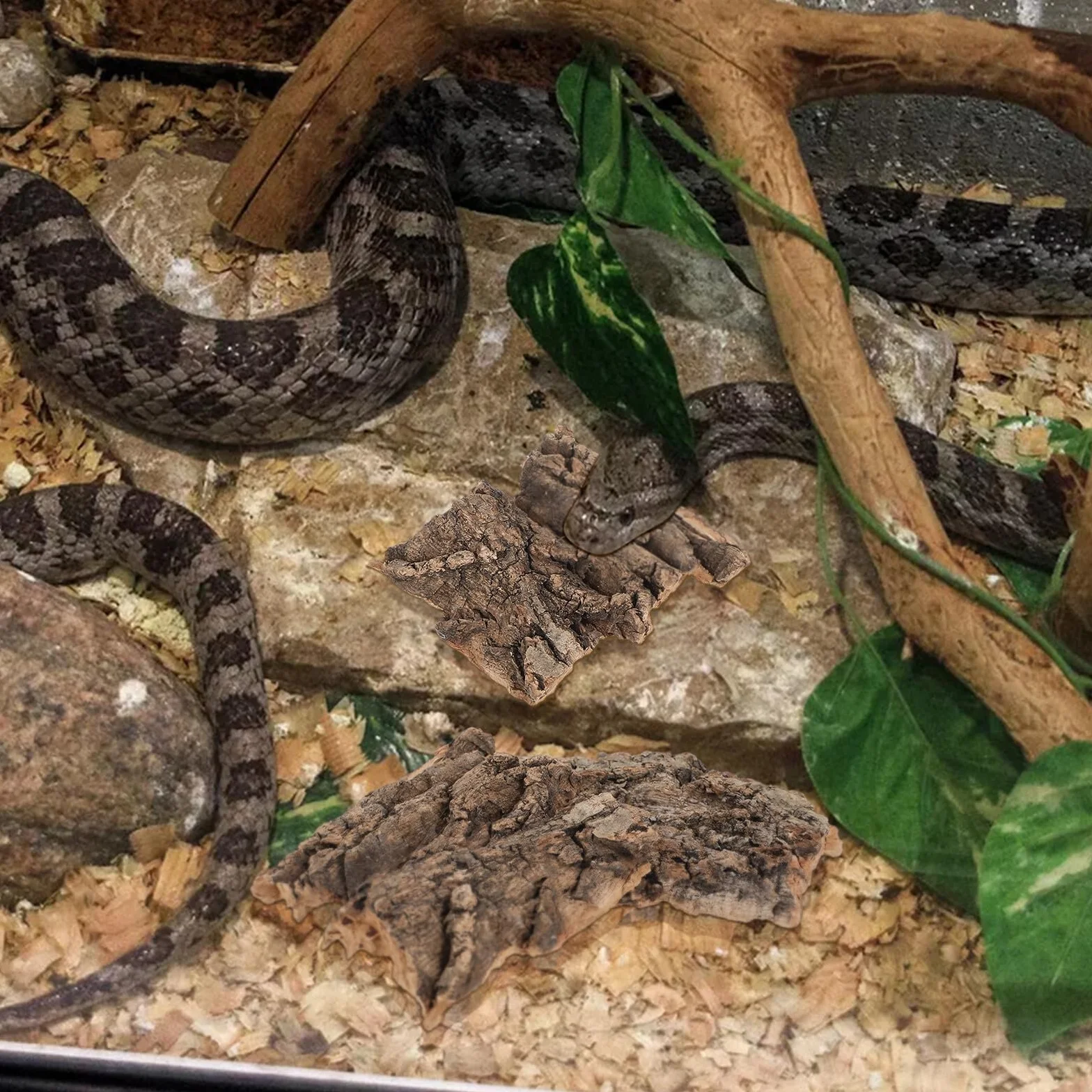 Lot de 4 plateformes d'escalade en bois naturel pour reptiles et tortues - Écorce d'arbre taille moyenne