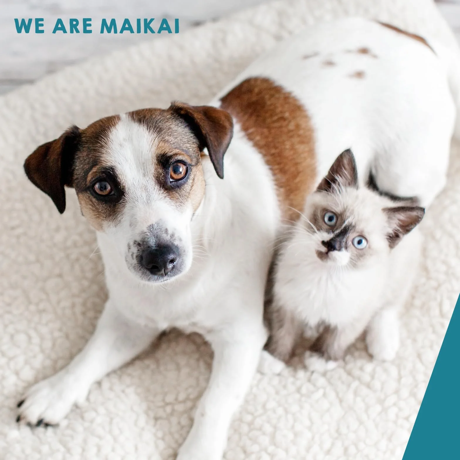 MAIKAI Poudre Anti-Tartre et Mauvaise Haleine pour Chien et Chat 150g – Complément Dentaire Naturel pour Santé Buccale