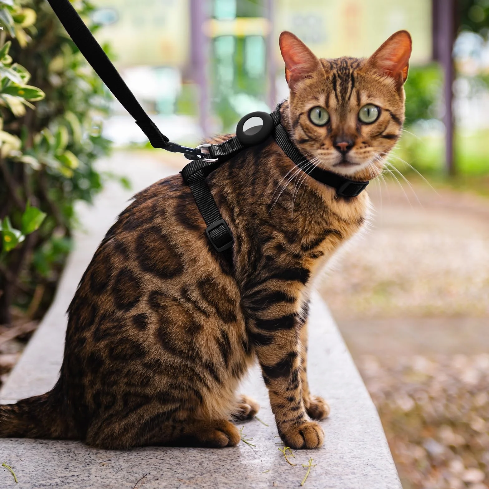 Harnais Anti-Fugue pour Chaton avec Support Airtag, Gilet Réglable Léger (Noir)