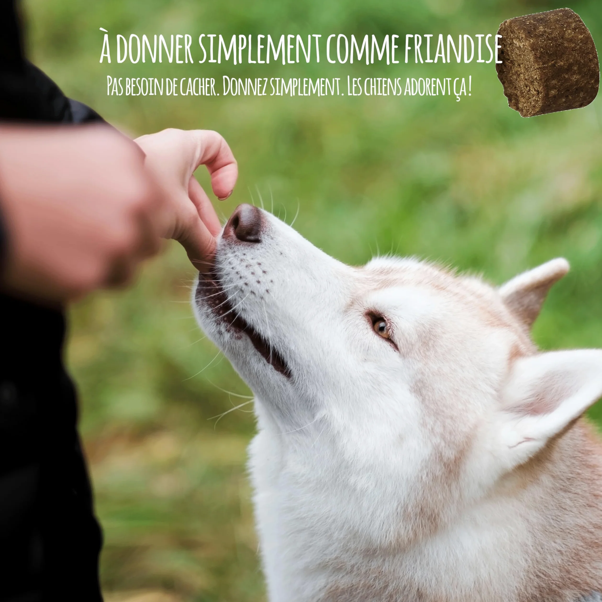 Zerotan Plus I Snack pour Chiens - avec Huile de Coco et Huile de Cumin Noir - Soutient Le Chien Pendant la Saison en Plein Air - Fabriqué en Allemagne (300g)