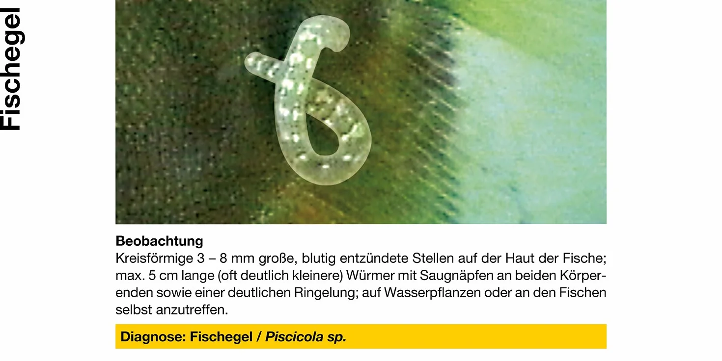 SERA Argulol med Professional