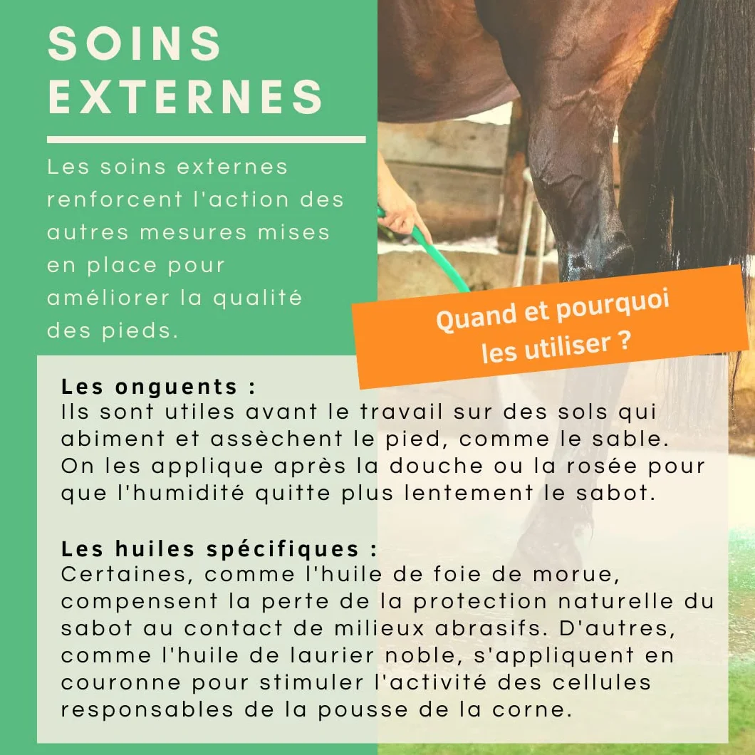 Huile de Laurier Bio Soin du Sabot Pousse et Résistance de la Corne Cheval