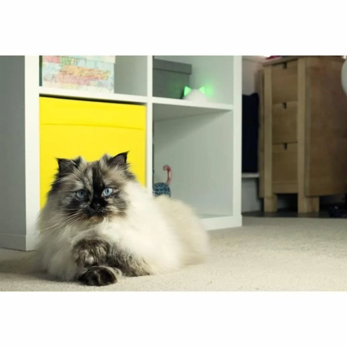 Sure PetCare Hub Compatible avec Chatières Connect SureFlap SureFeed Connect Felaqua Connect Application Mobile Blanc