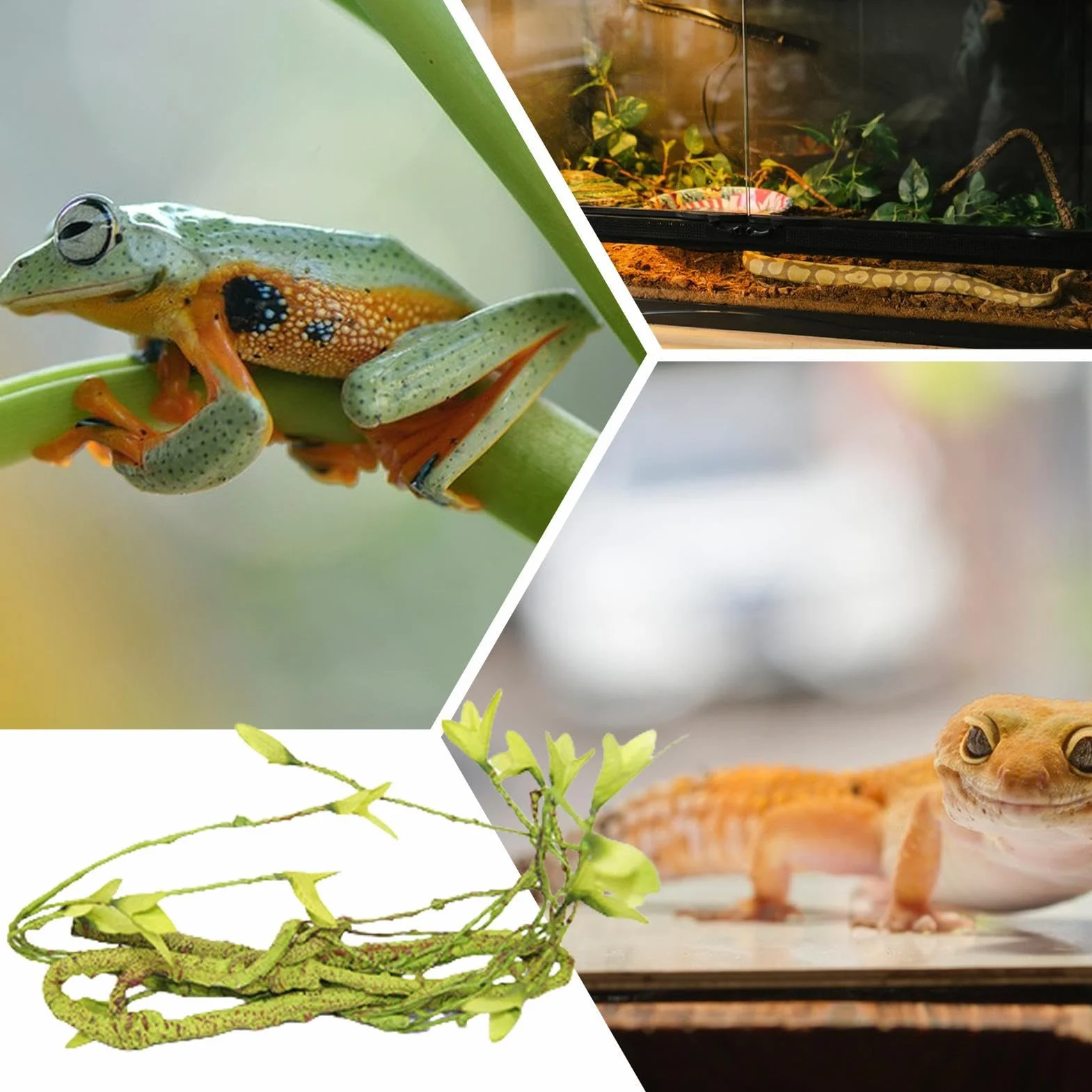 Générique Branches pour Reptiles Grimpeurs - Accessoires De Cage pour Caméléons | Décor De Vignes Artificielles Naturelles pour Dragon Barbu Grenouille Serpent Crabe De Terre Tarentule