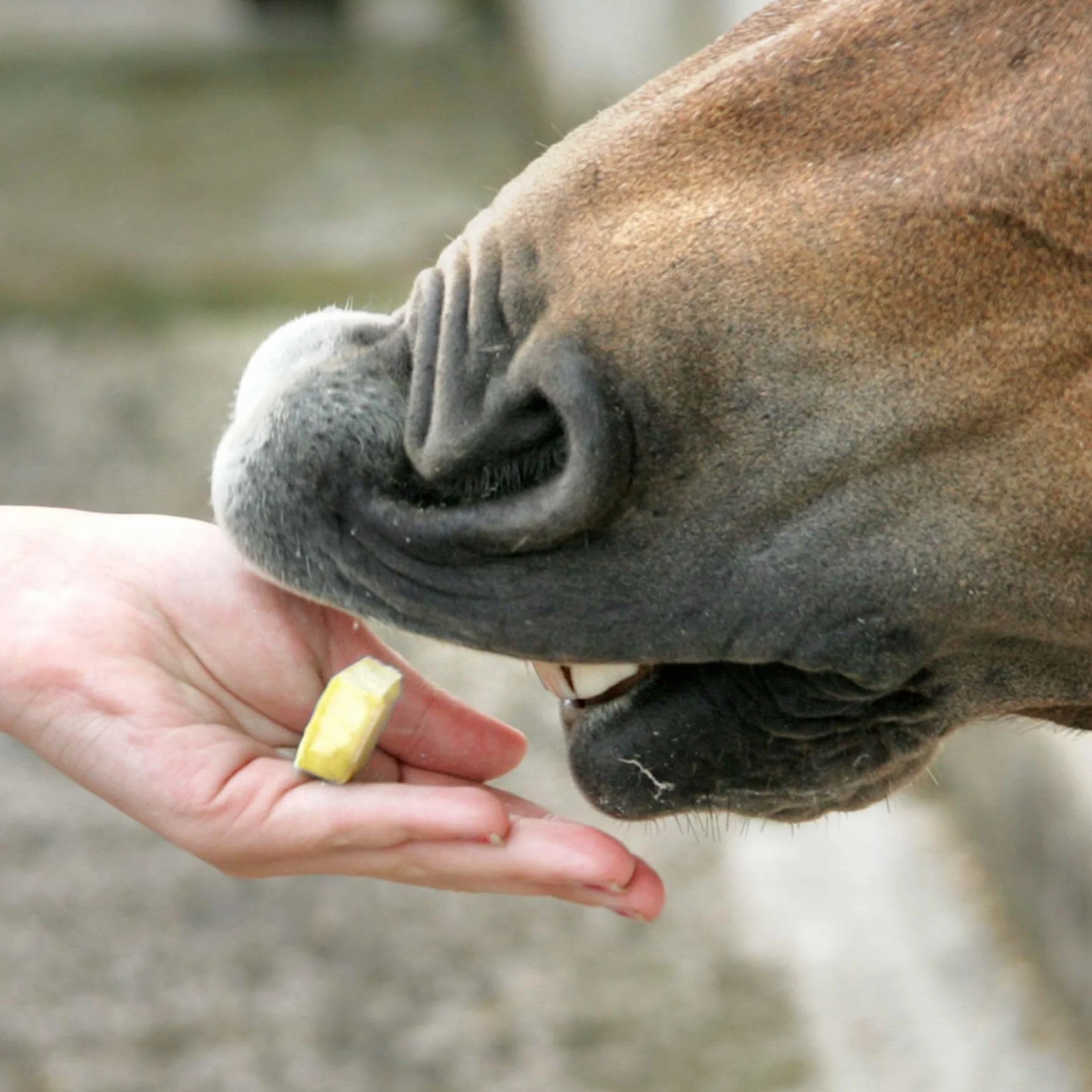 Likit Barre à friandises 90 g Banane pour Cheval entraînement récompense