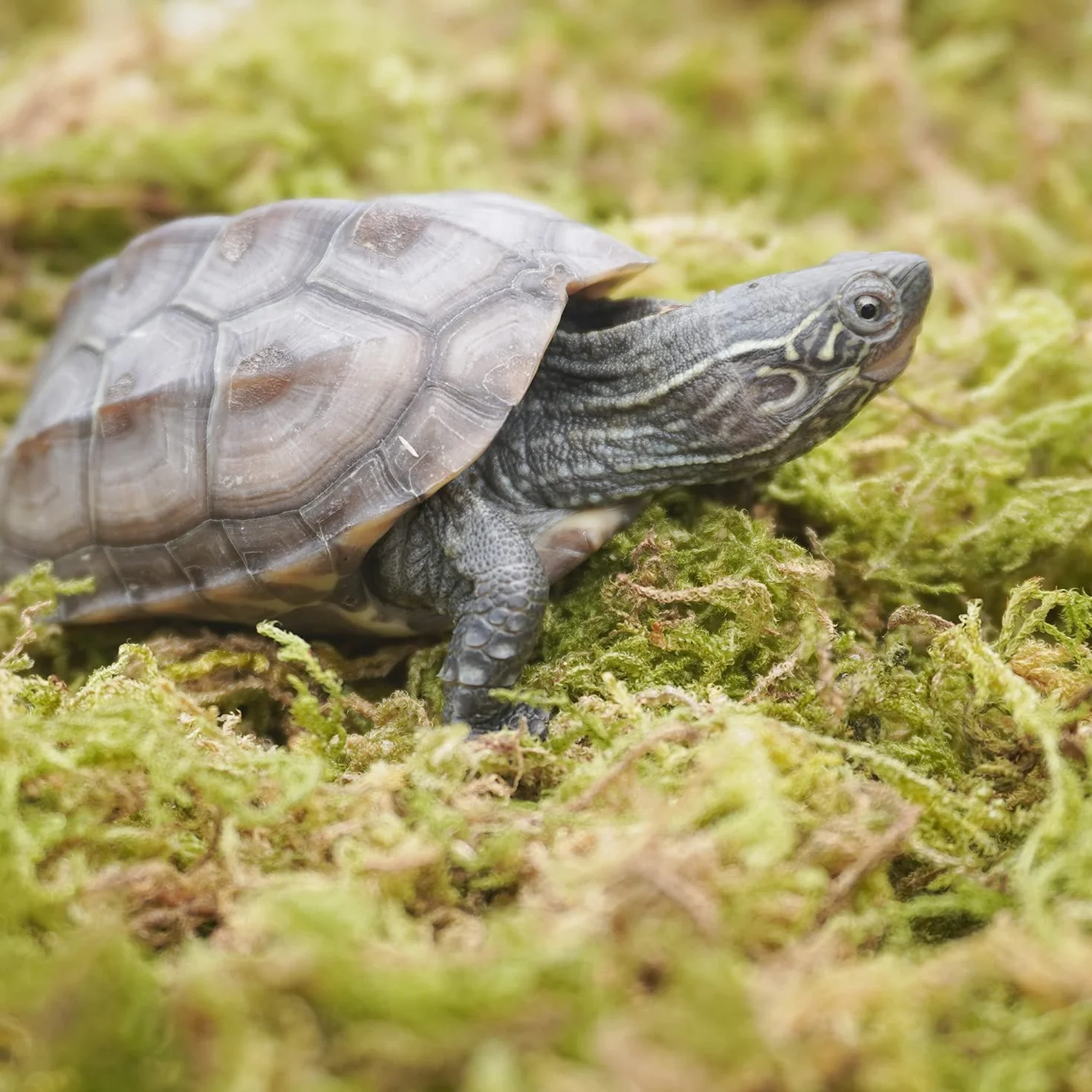 99g Substrats Mousse de Forêt pour Reptiles et Amphibiens, Accessoire idéal pour Les Terrarium de Tortues, idéal pour Conserver l'humidité et la Chaleur en Hiver