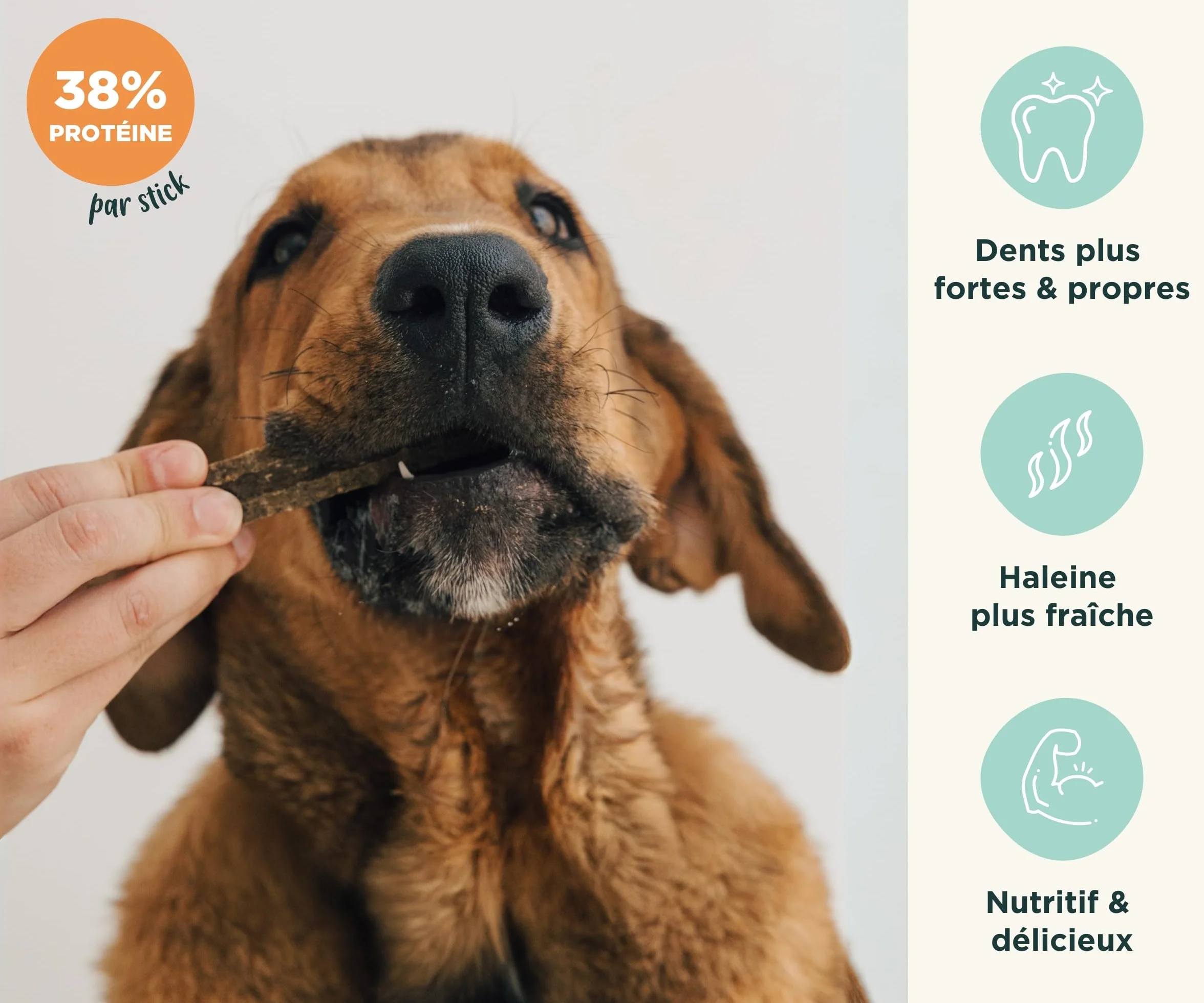 Wolf Belly Stick Dentaire Chien Naturel 28 unités 89% Bœuf Origan sans Céréales Hygiène Bucco-Dentaire Haleine Fraîche Riche en Protéines