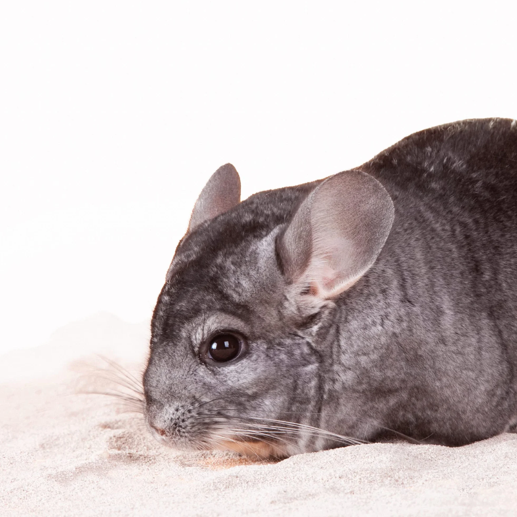 BEAPHAR XTRAVITAL Sable à bain pour chinchilla 1300g