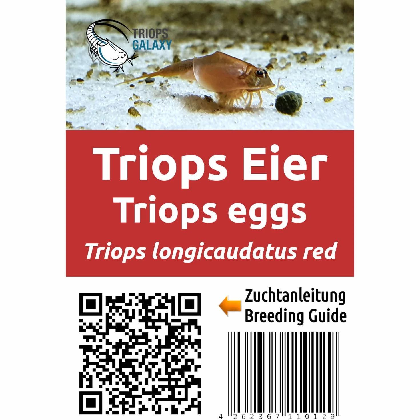 Triops longicaudatus rouge Œufs Élevage Cancer préhistorique Instructions français 50 œufs