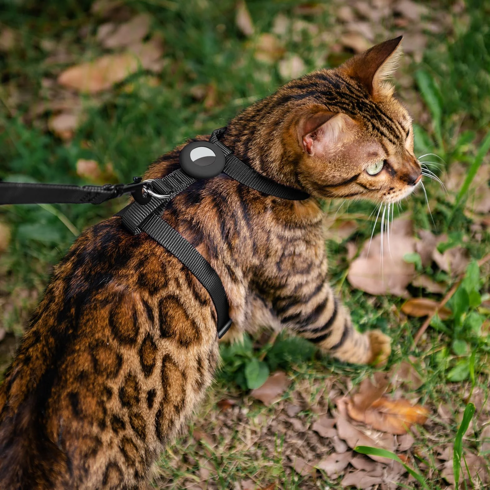 Harnais Anti-Fugue pour Chaton avec Support Airtag, Gilet Réglable Léger (Noir)
