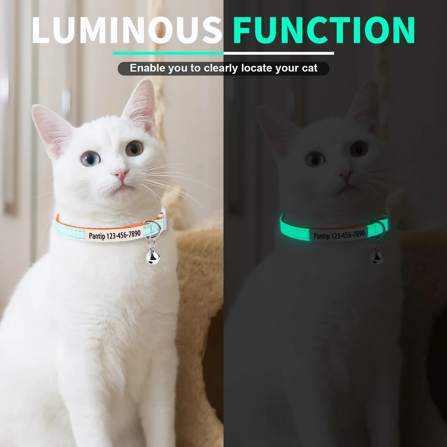 Collier phosphorescent personnalisé pour chat avec nom et numéro de téléphone, collier lumineux réglable à dégagement rapide