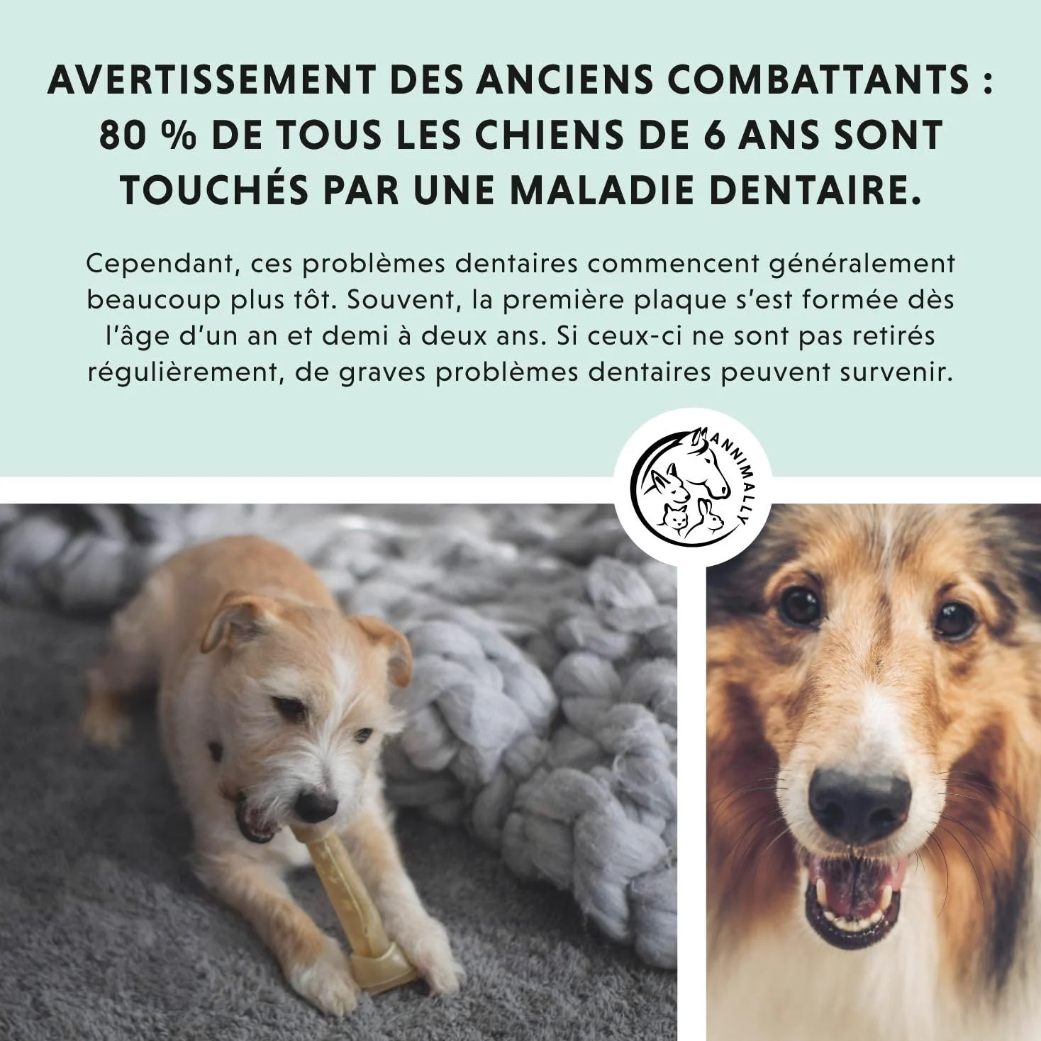 Poudre de soin dentaire pour chiens | Anti-tartre pour chiens - Nettoyage dentaire naturel et particulièrement efficace contre les dents jaunes, la mauvaise haleine et la plaque (350 g XL)