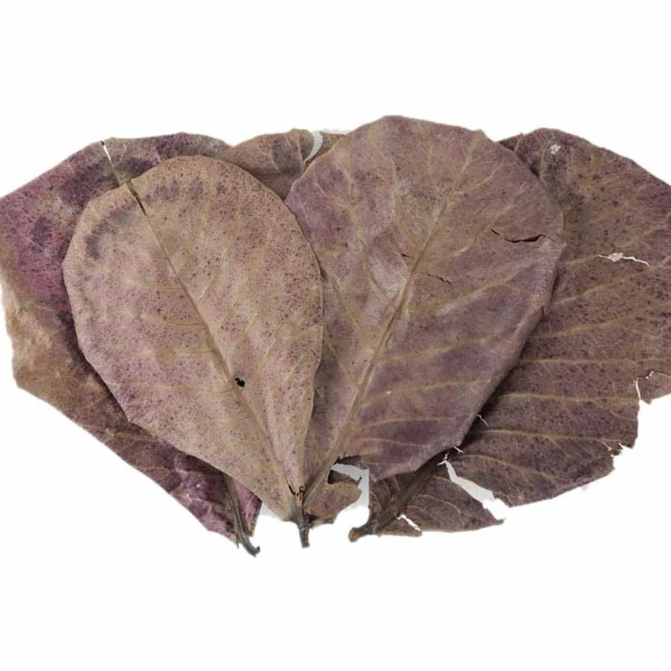 POFET Catappa Lot de 10 feuilles d'amandes indiennes Ketapang pour crevettes Betta Poisson Entretien aquarium