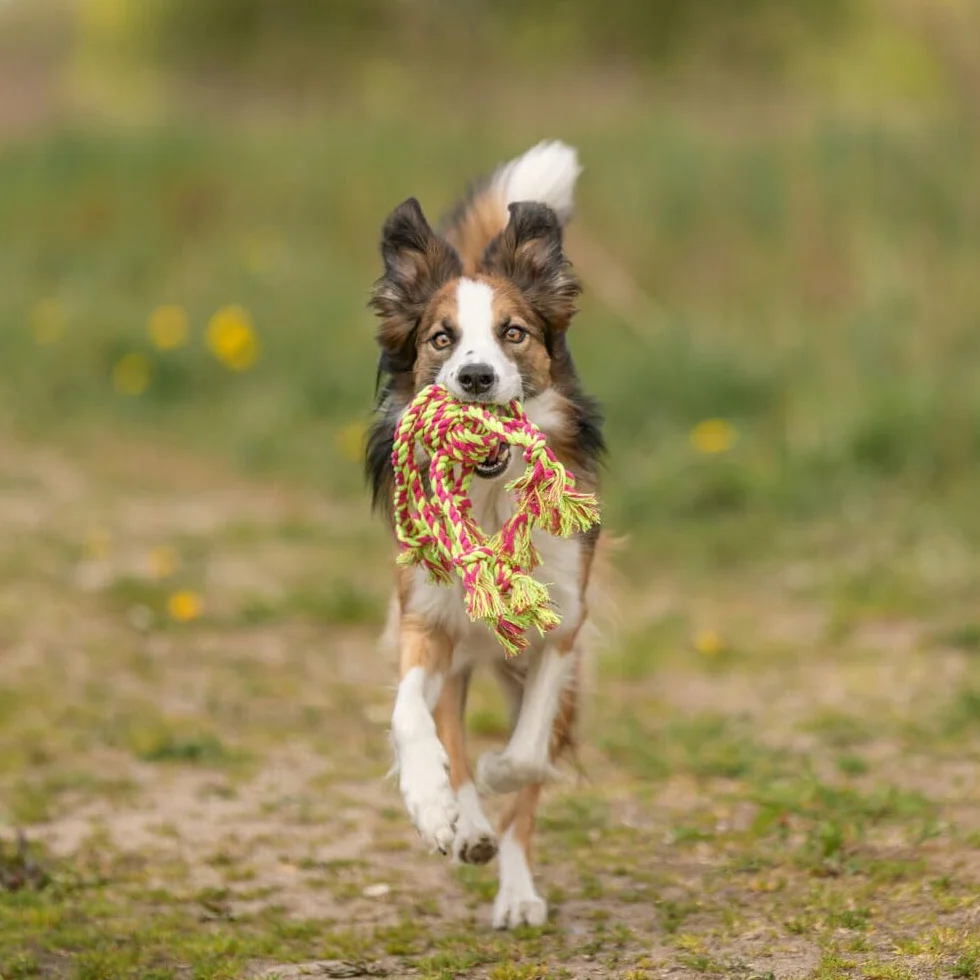 Trixie Denta Fun Jouet Corde pour chien avec balle tissée 44 x 7 cm