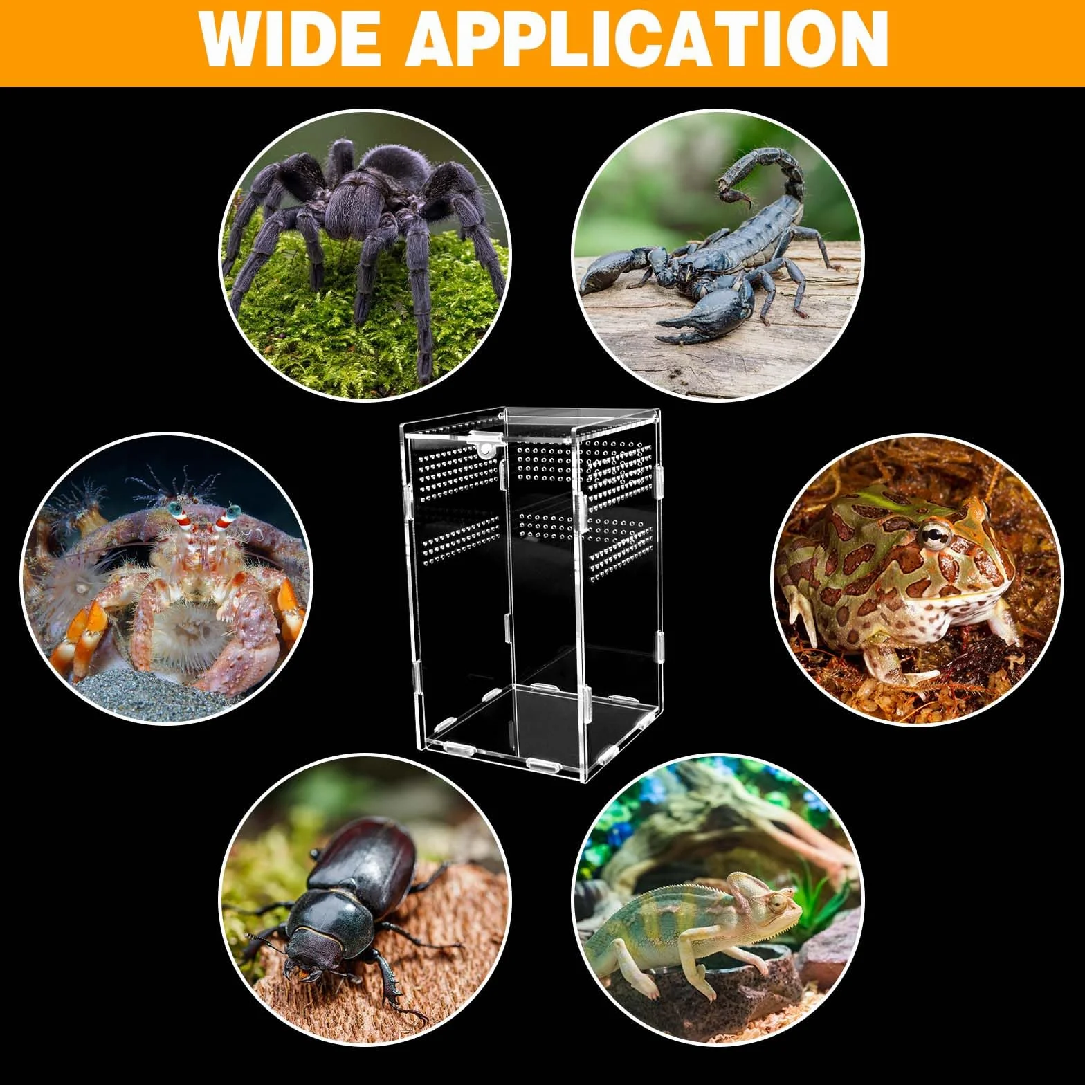 Terrarium Acrylique 20x12x12cm Boîte Alimentation Insectes Pinces Coude Anti-Évasion Portable
