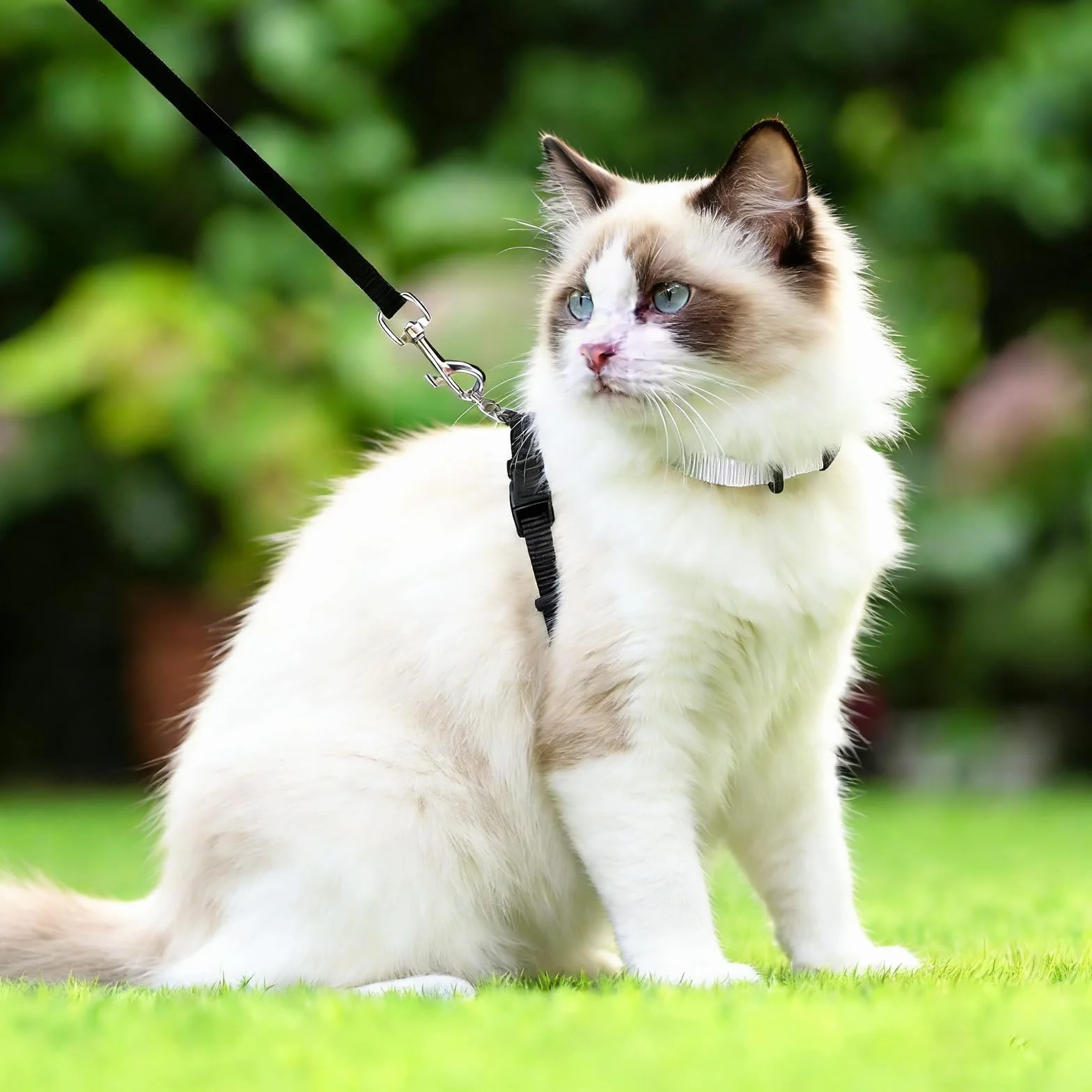 Harnais et Laisse pour Chat Doux Réglable Anti-Fuite avec Boucle de Sécurité