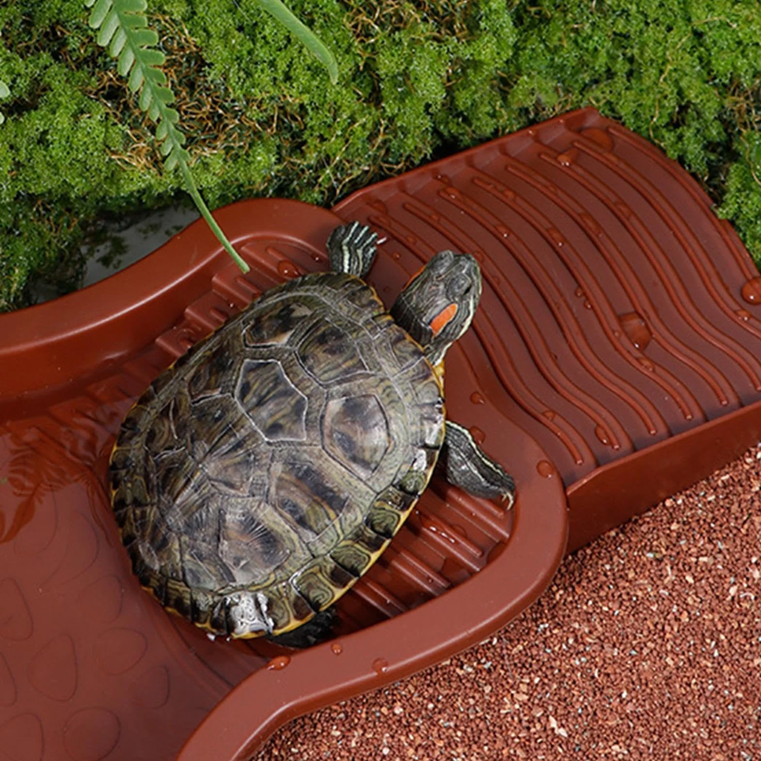 Bassin pour Tortue avec Rampe et Échelle, Plat d'eau pour Reptiles, Mangeoire pour Terrasse