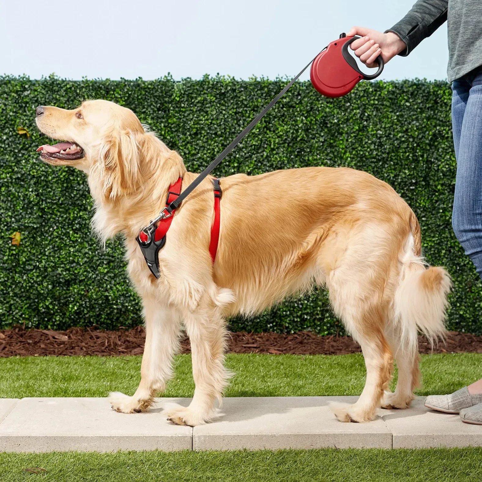 Generic Laisse Rétractable pour Chien de 9,8 Pieds, Très Résistante, pour Chien Ou Chat de Taille X-Small/Small/Medium/Large, Qui Ne S'emmêle Pas
