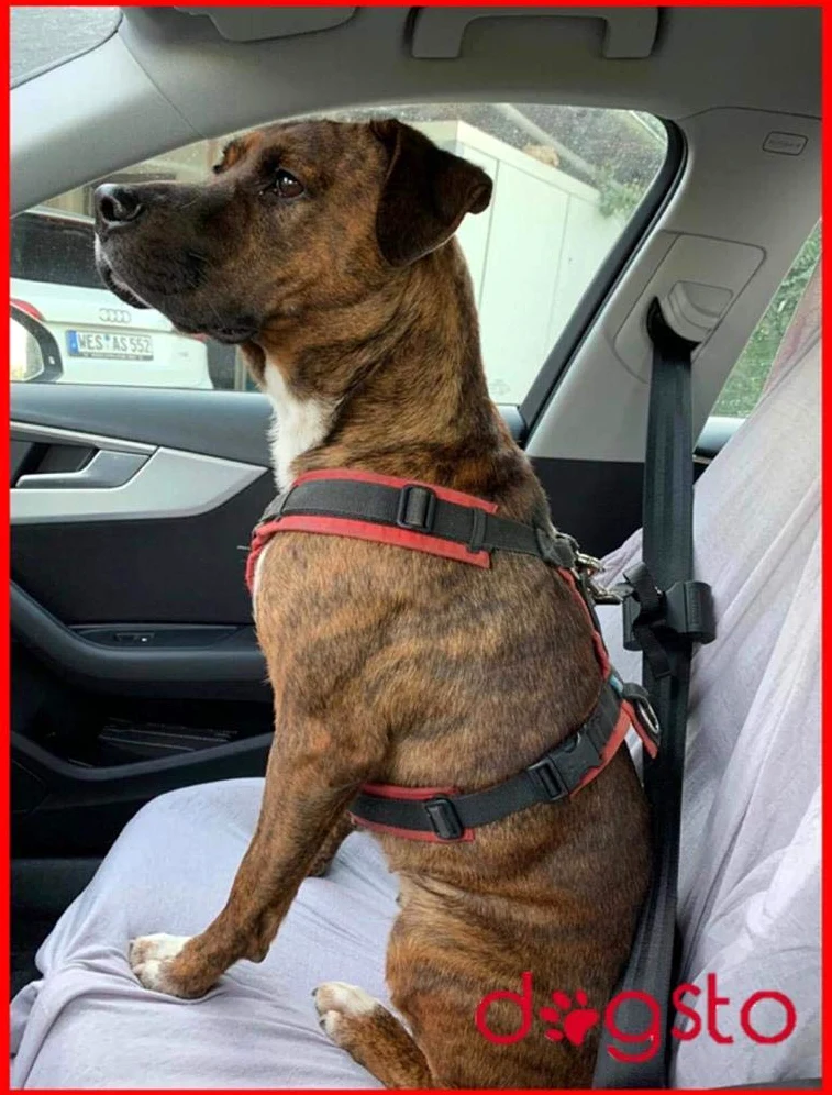 Ceinture de sécurité Dogsto pour Chaque Voiture avec Fixation Centrale à la ceinture de sécurité Position Assise idéale
