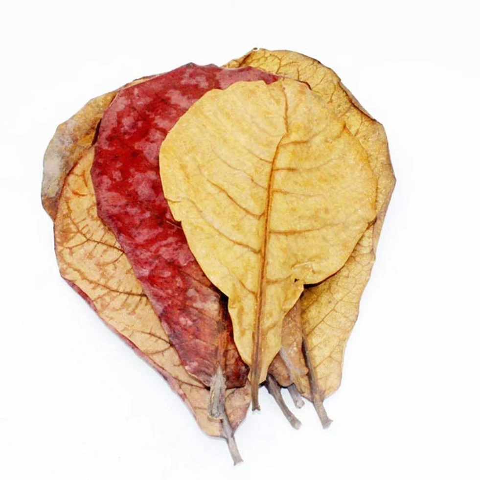 POFET Catappa Lot de 10 feuilles d'amandes indiennes Ketapang pour crevettes Betta Poisson Entretien aquarium
