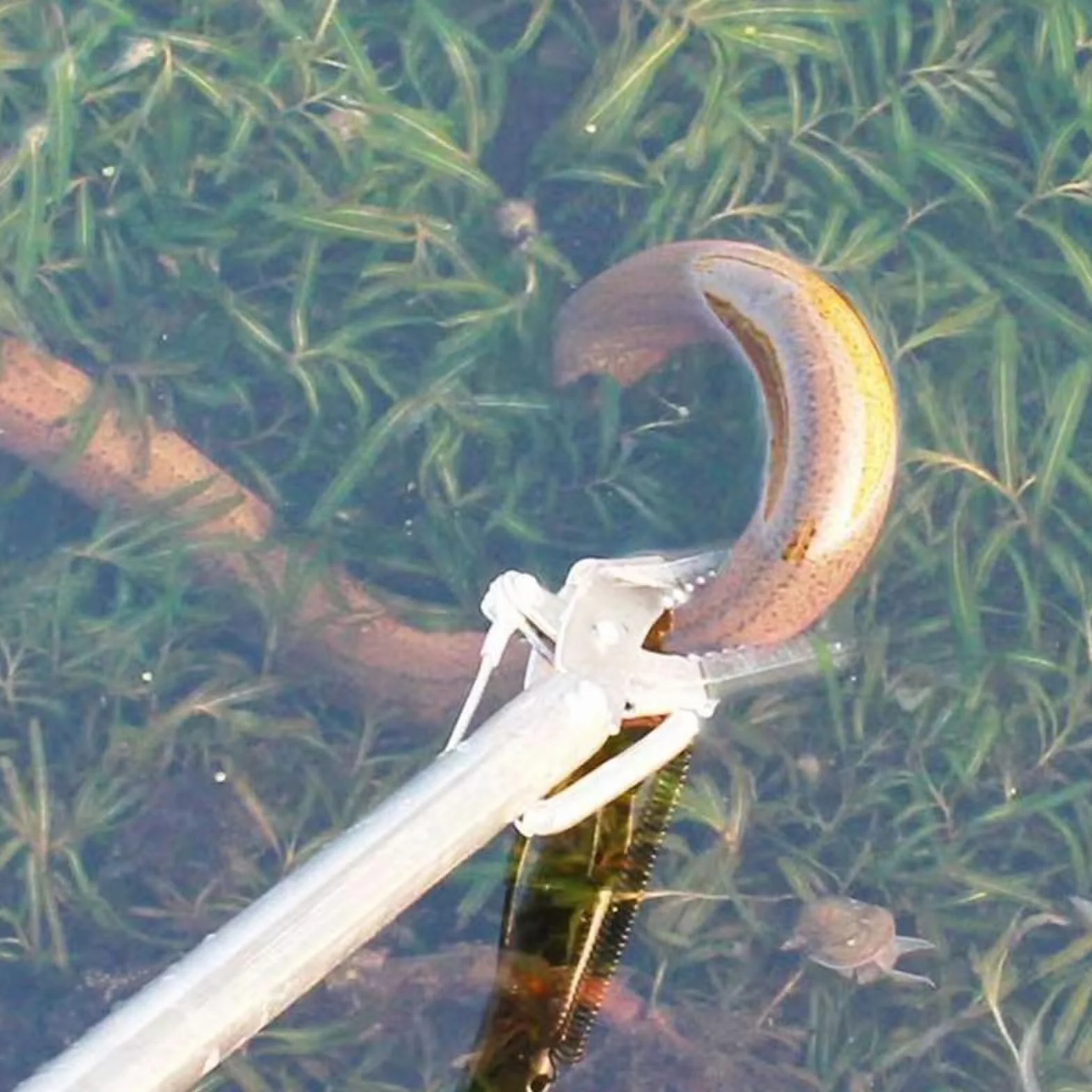 Morain Pince serpent pliable tête inclinée réglable manipulation reptiles outil conduite mer