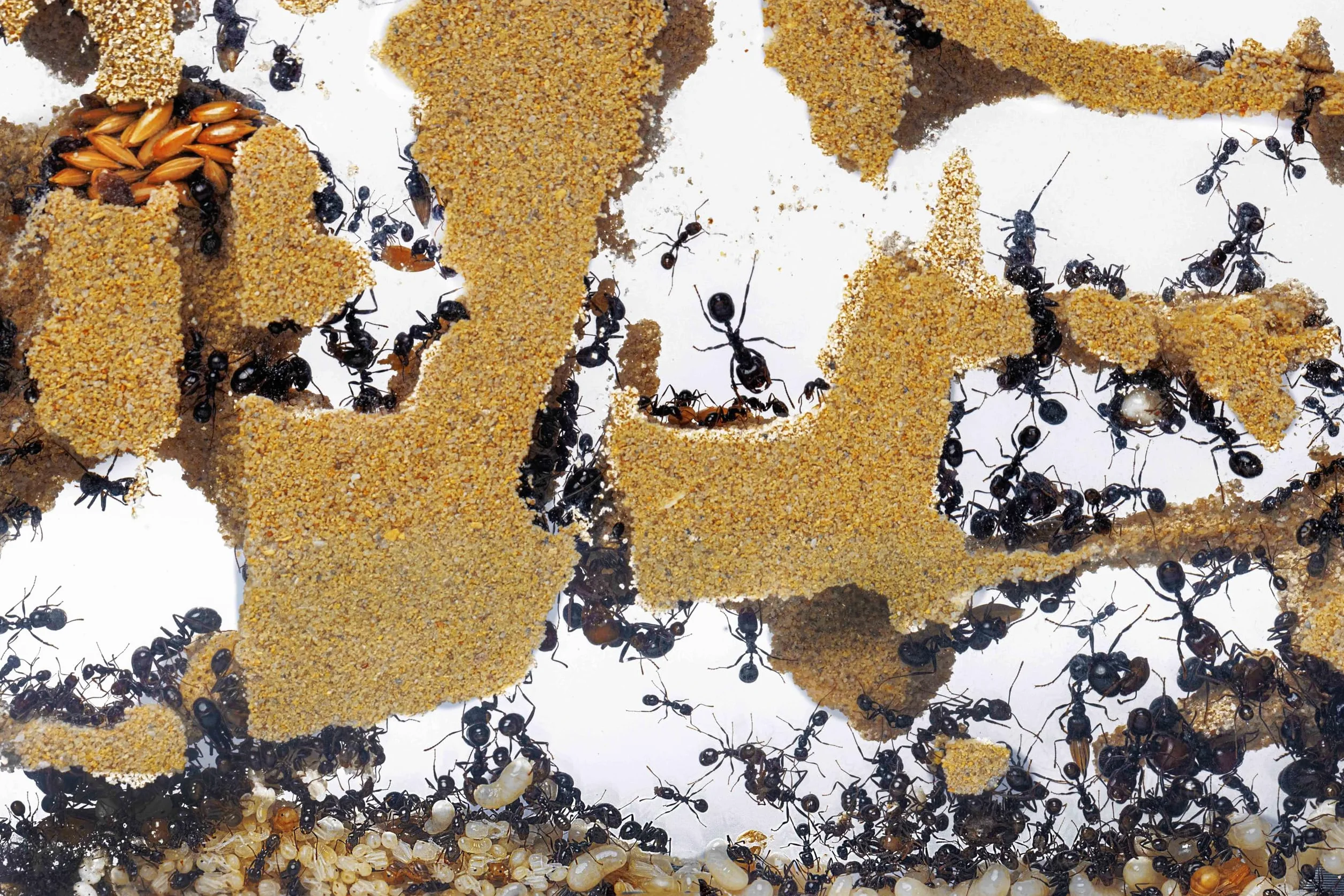 AntHouse Fourmilière Naturelle en Sable Kit Acrylique 15x15x1,5 cm Fourmis Incluses