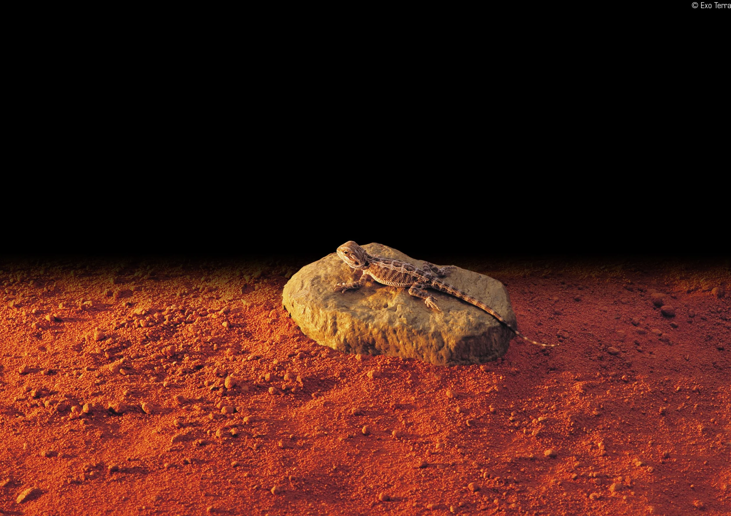 Exo Terra Rocher chauffant PT2000 Petit