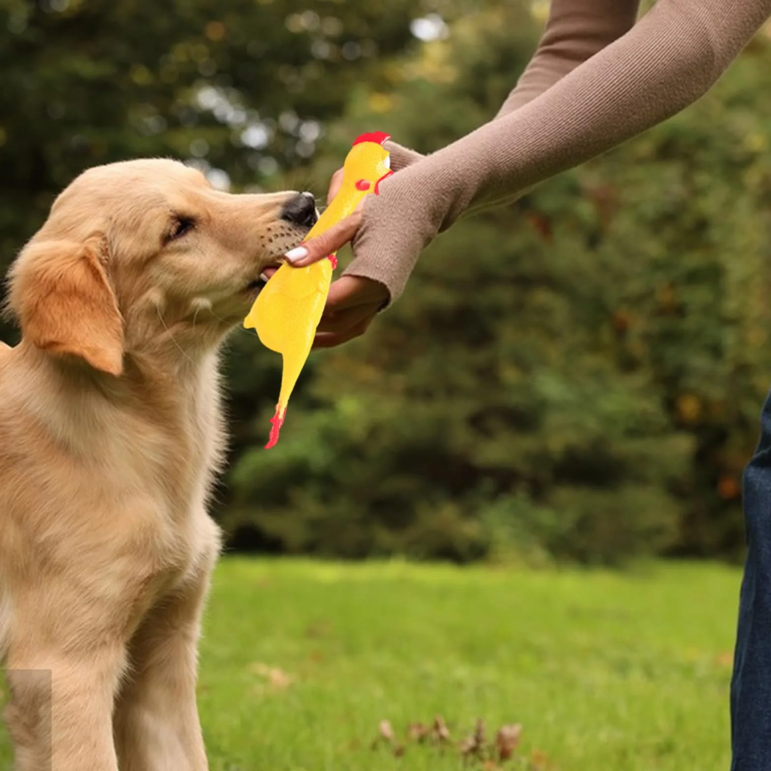 Poulet en Caoutchouc Jaune Qui Couine, 4 Pièces pour Chiots