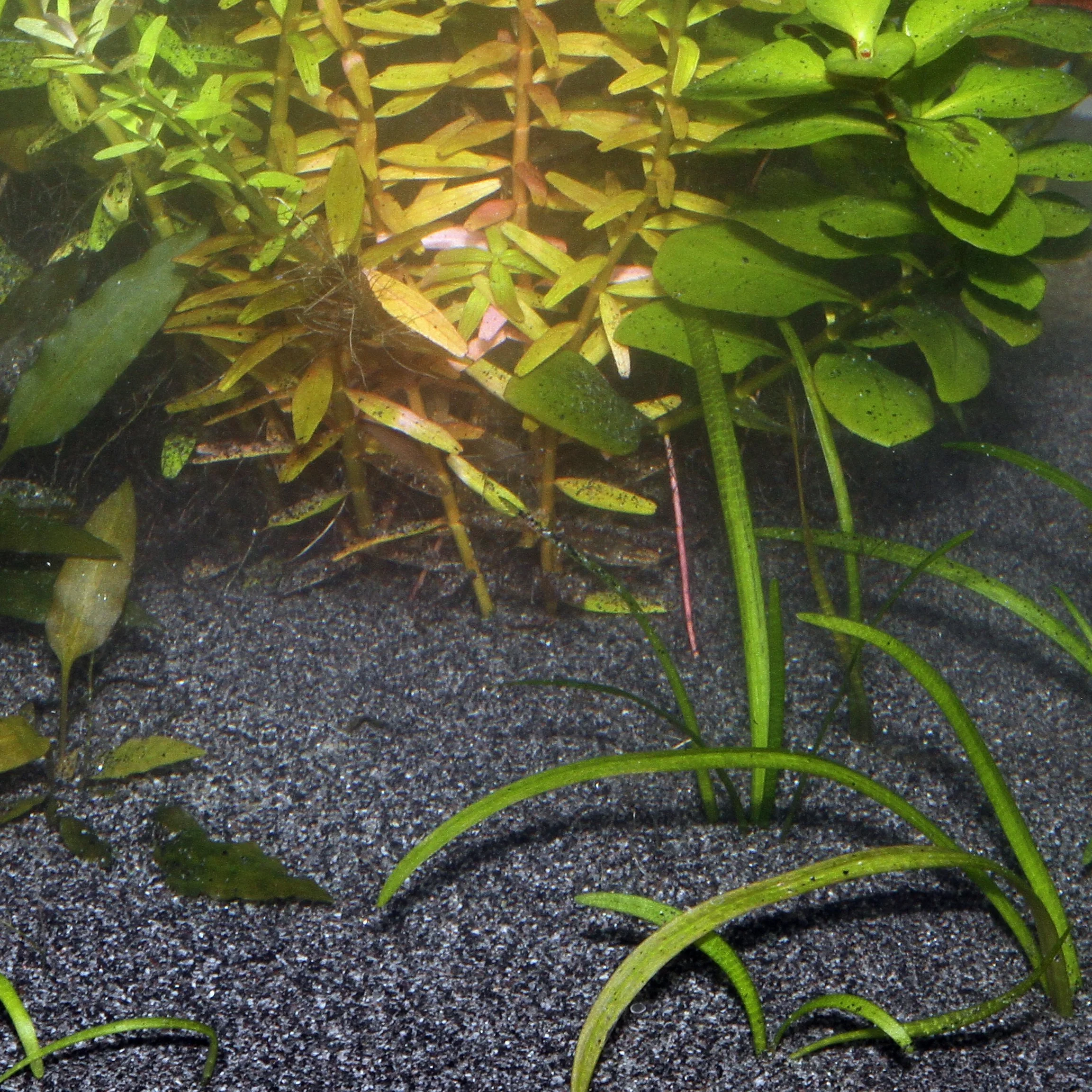 JBL Sansibar Substrat Gravier Aquariophilie Foncé 10 kg