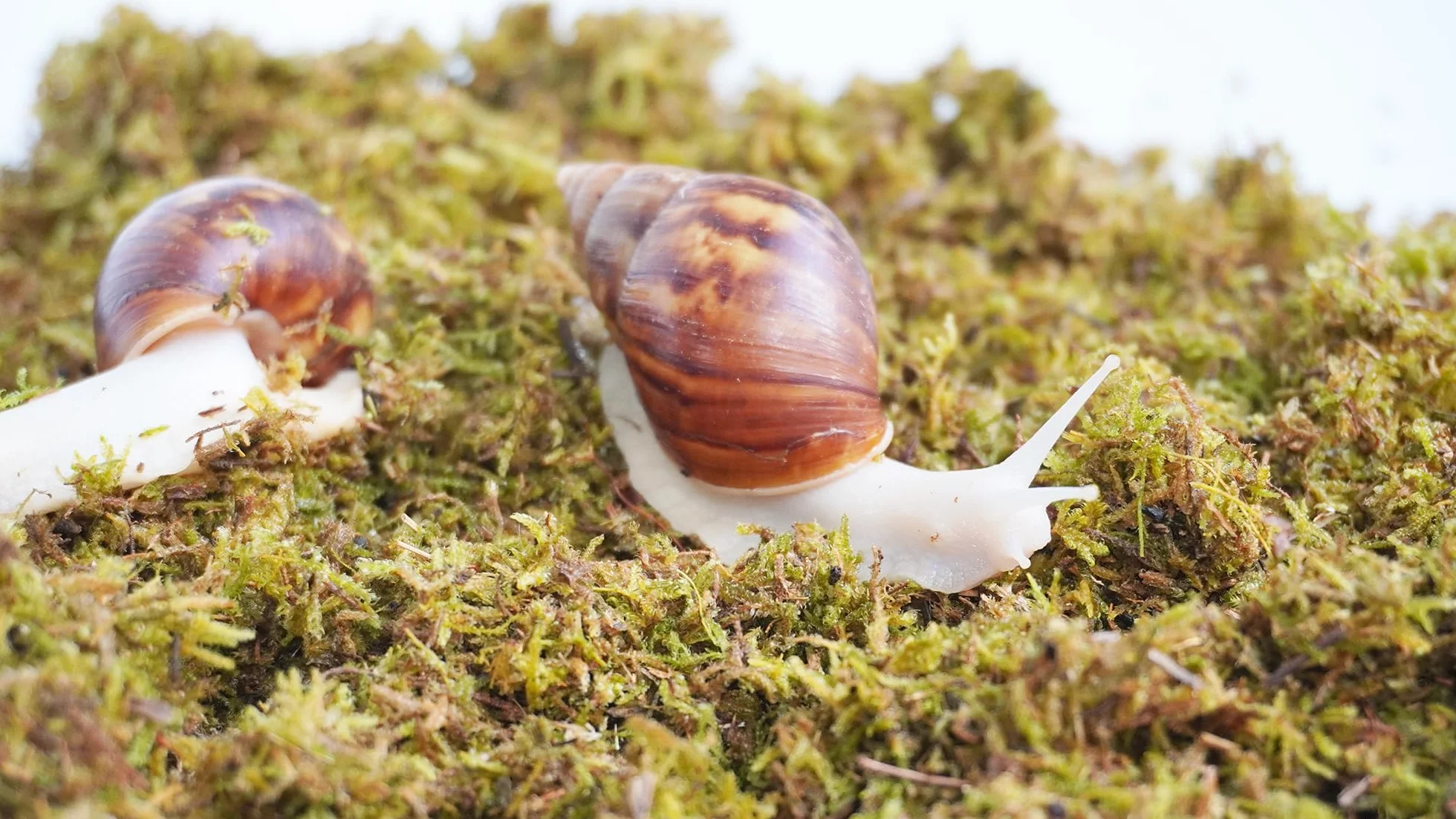 Substrat d'escargot 141,7 g pour terrarium