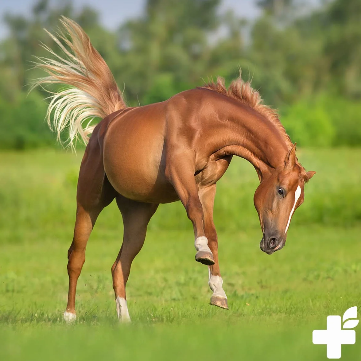Poivre de Moine ReaVET pour Chevaux 1kg - Graines Entières Pur Naturel, Aliment pour Chevaux sans Additifs