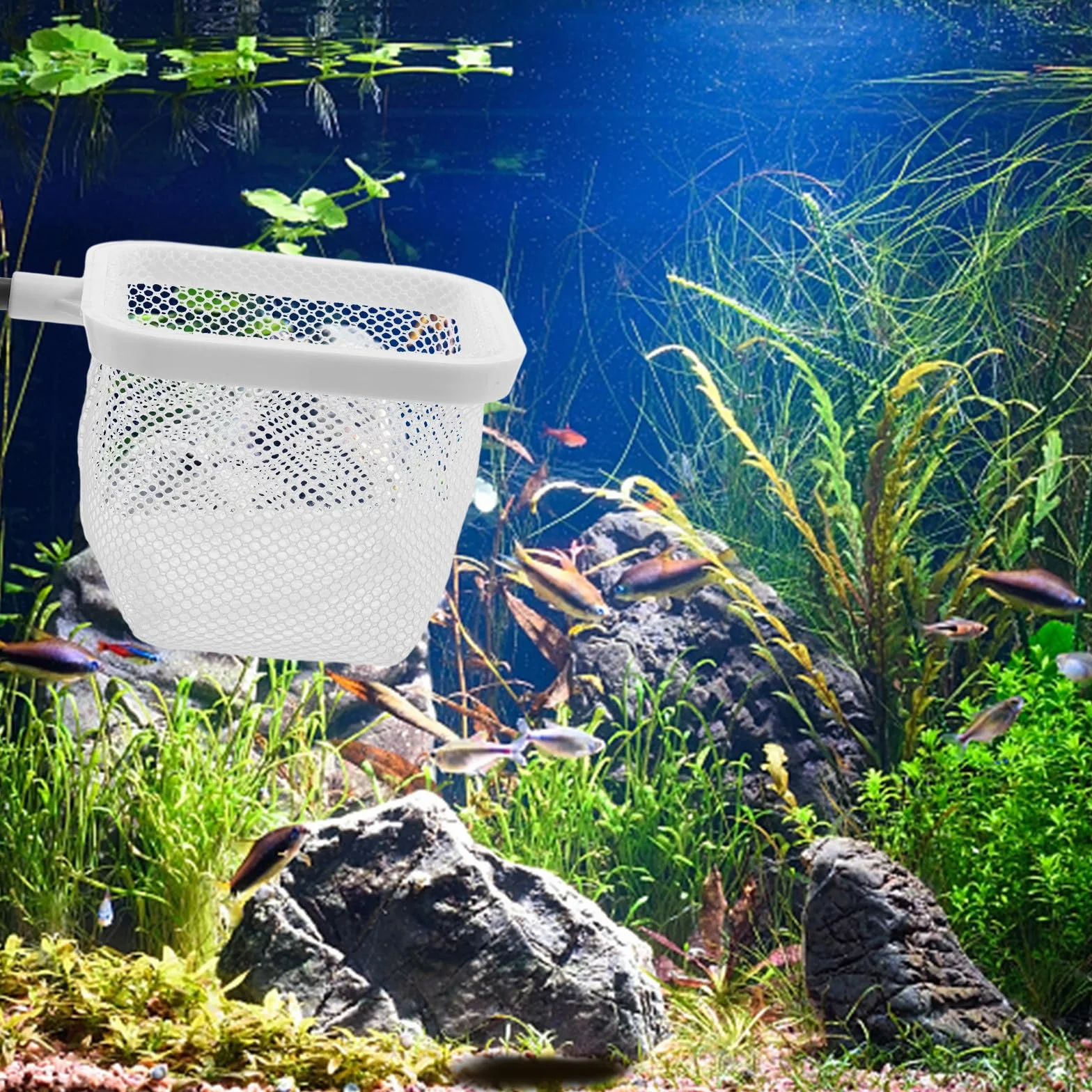 BESPORTBLE Boîte d'Élevage en Filet avec Ventouses pour Aquarium, Conteneur d'Isolement pour Poissons
