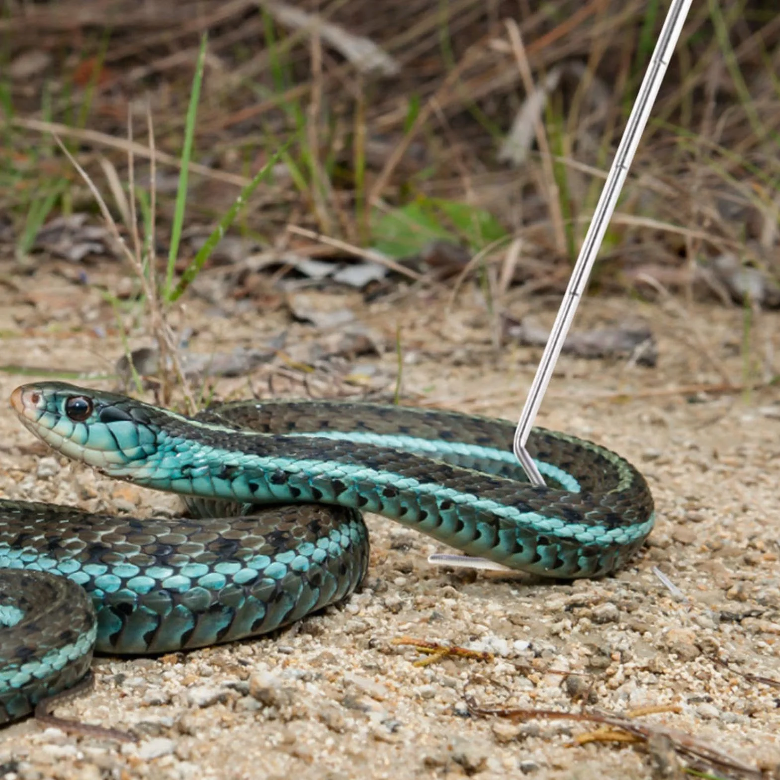 Attrape-serpents professionnel en acier inoxydable - Outil de prise télescopique