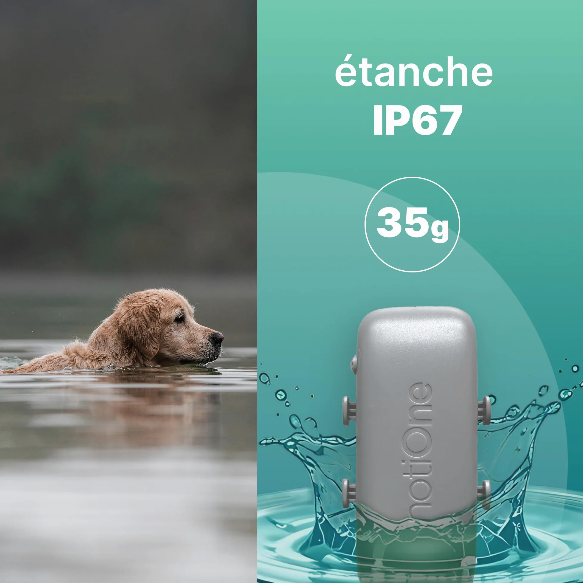 Traceur GPS Pet Plus sans Abonnement, Chien & Chat, géofence | Suivi d'activité et Roaming Gratuit, Etanche