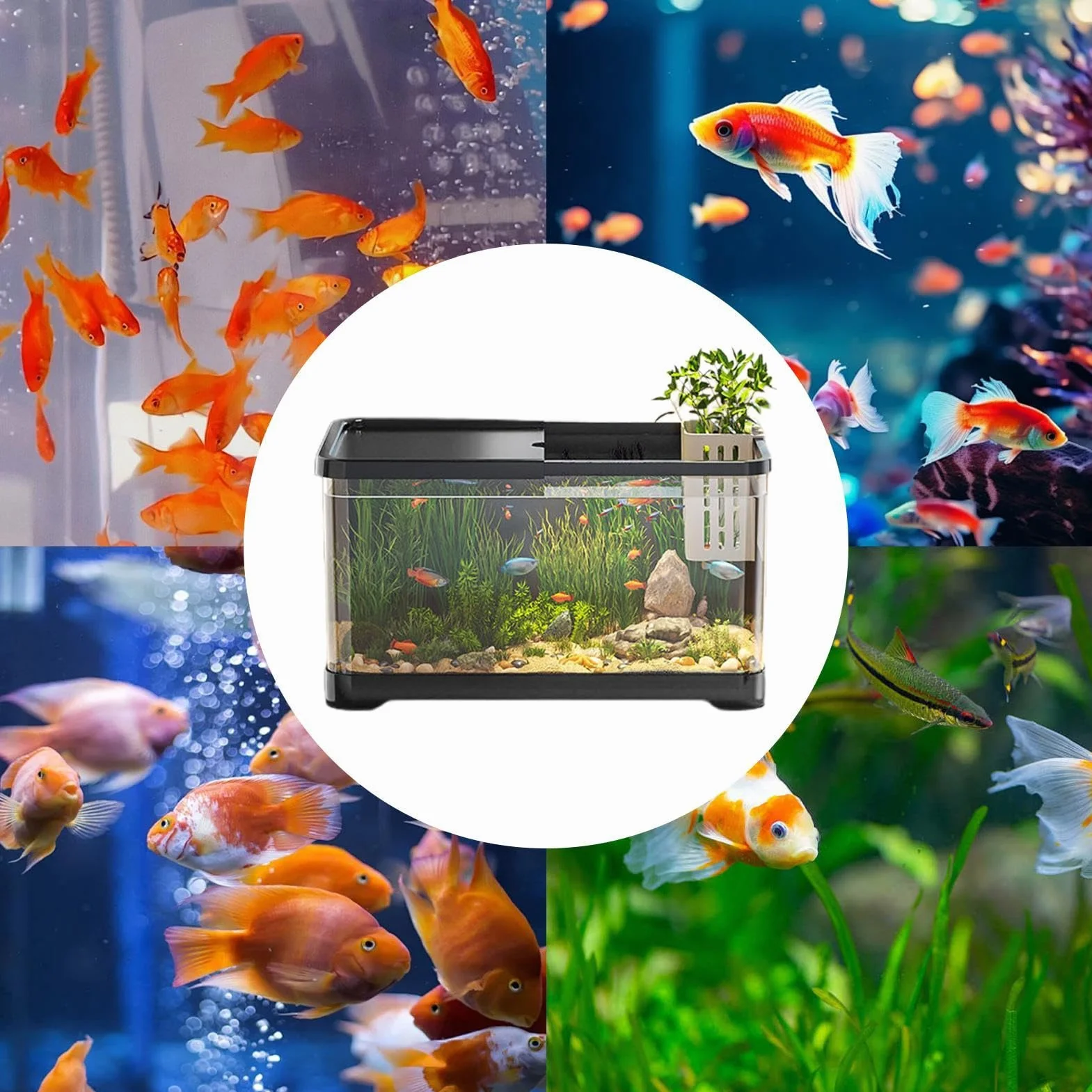 Kit de Démarrage d'Aquarium Polyvalent - Pour Poissons Rouges, Guppy - Petit Ensemble Décoratif d'Eau Salée