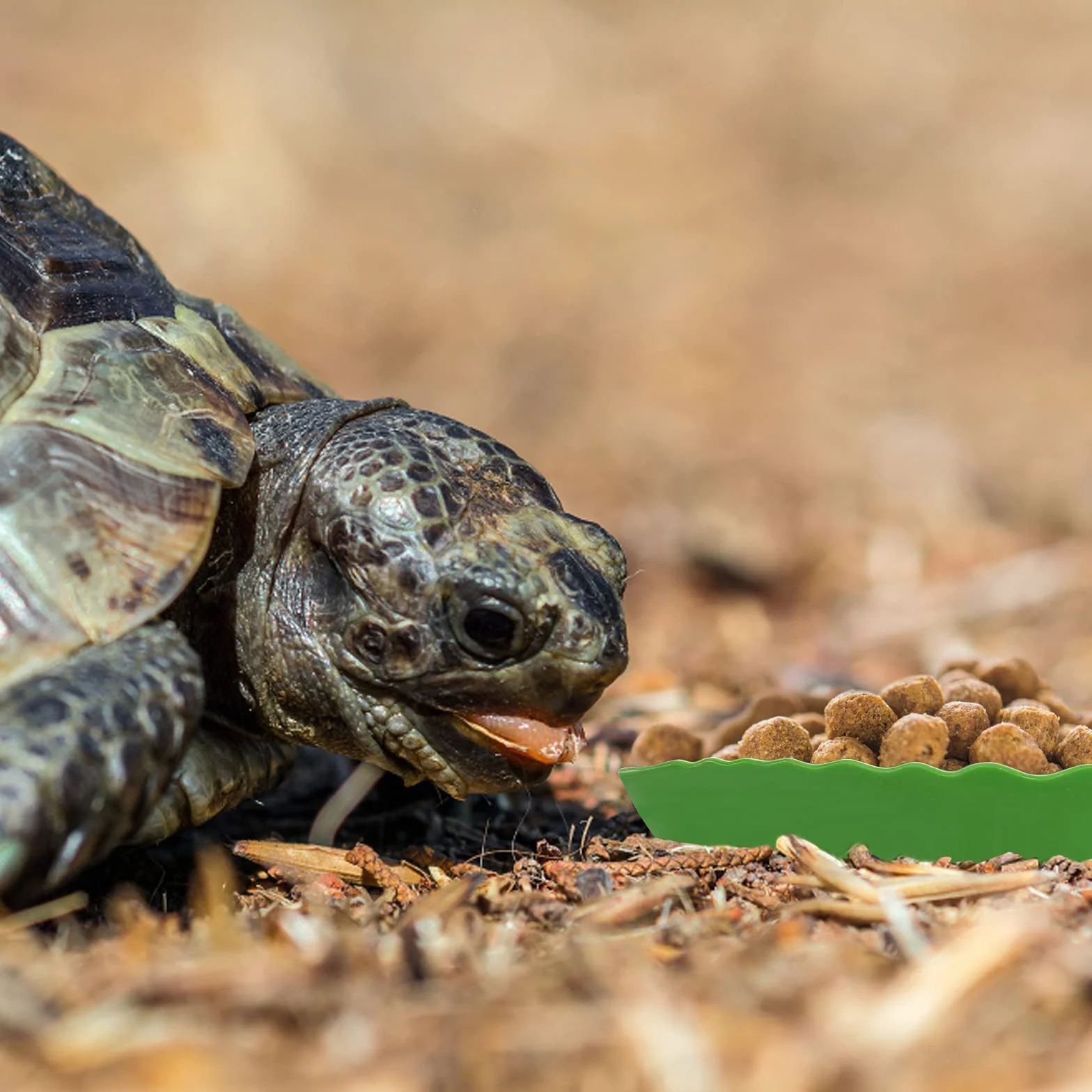 Molain Lot de 2 bols plats pour nourriture et tortue - 2 tailles
