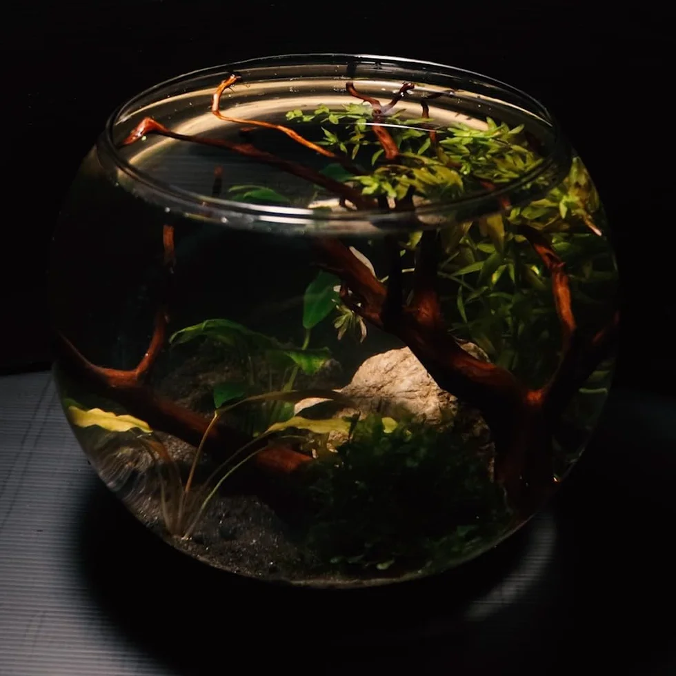 Amtra Crystal Globe Fishbowl en Verre Transparent 30 cm Goldfish Aquarium