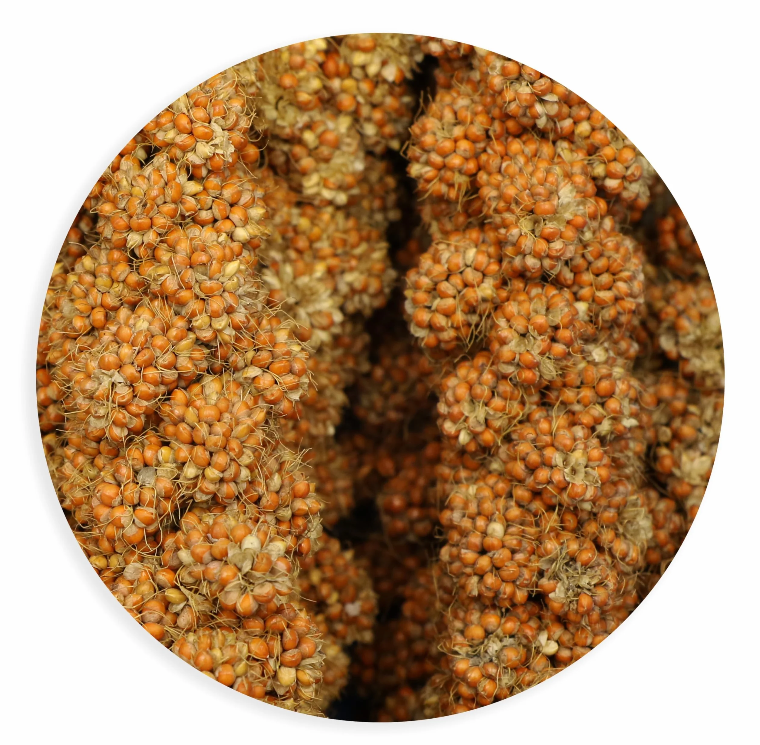 Tyrol Millet Roux GRAPPES 200G