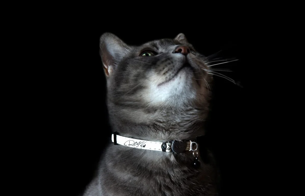 Rogs CATZ GlowCat Collier pour Chat Black