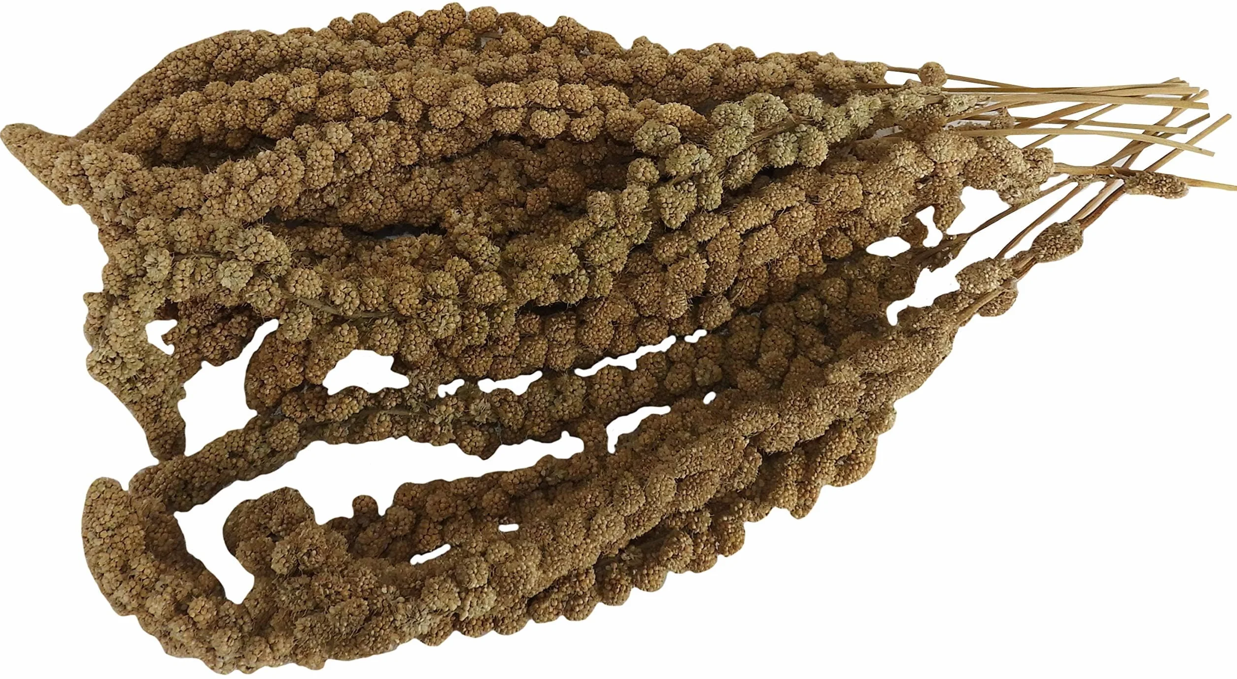 Aimé Millet en branche Oiseaux 250 g | Millet en grappes et graines pour oiseaux domestiques 100 % naturel