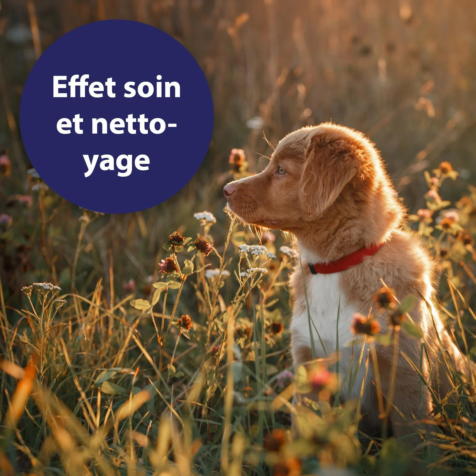 Canosept Spray Antiseptique Pour Chiens 75 ml - Spray Antibactérien pour Plaies