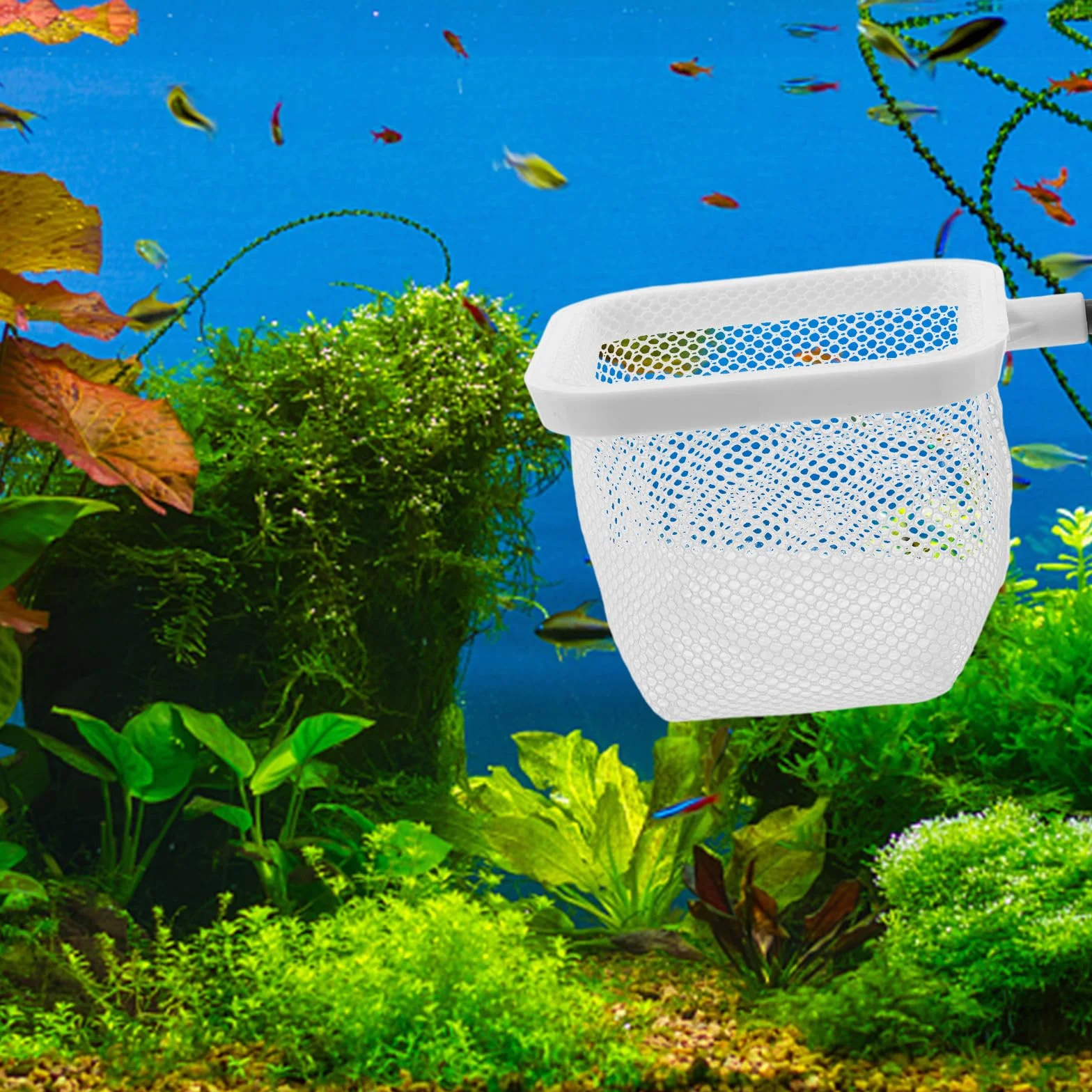BESPORTBLE Boîte d'Élevage en Filet avec Ventouses pour Aquarium, Conteneur d'Isolement pour Poissons